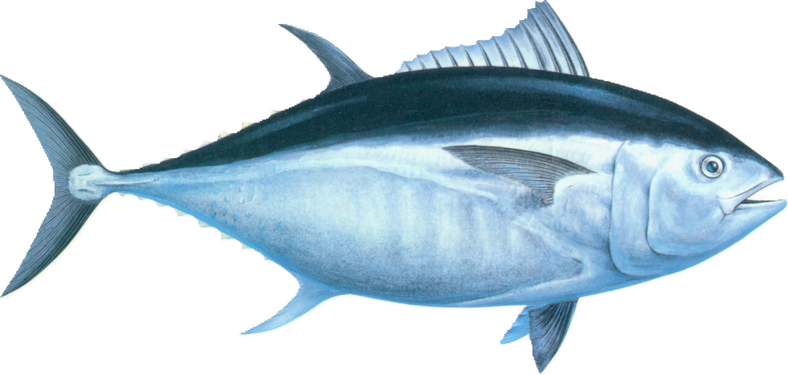 Tuna Fish Species Lives on Indonesian Sea. Indonesia One Stop