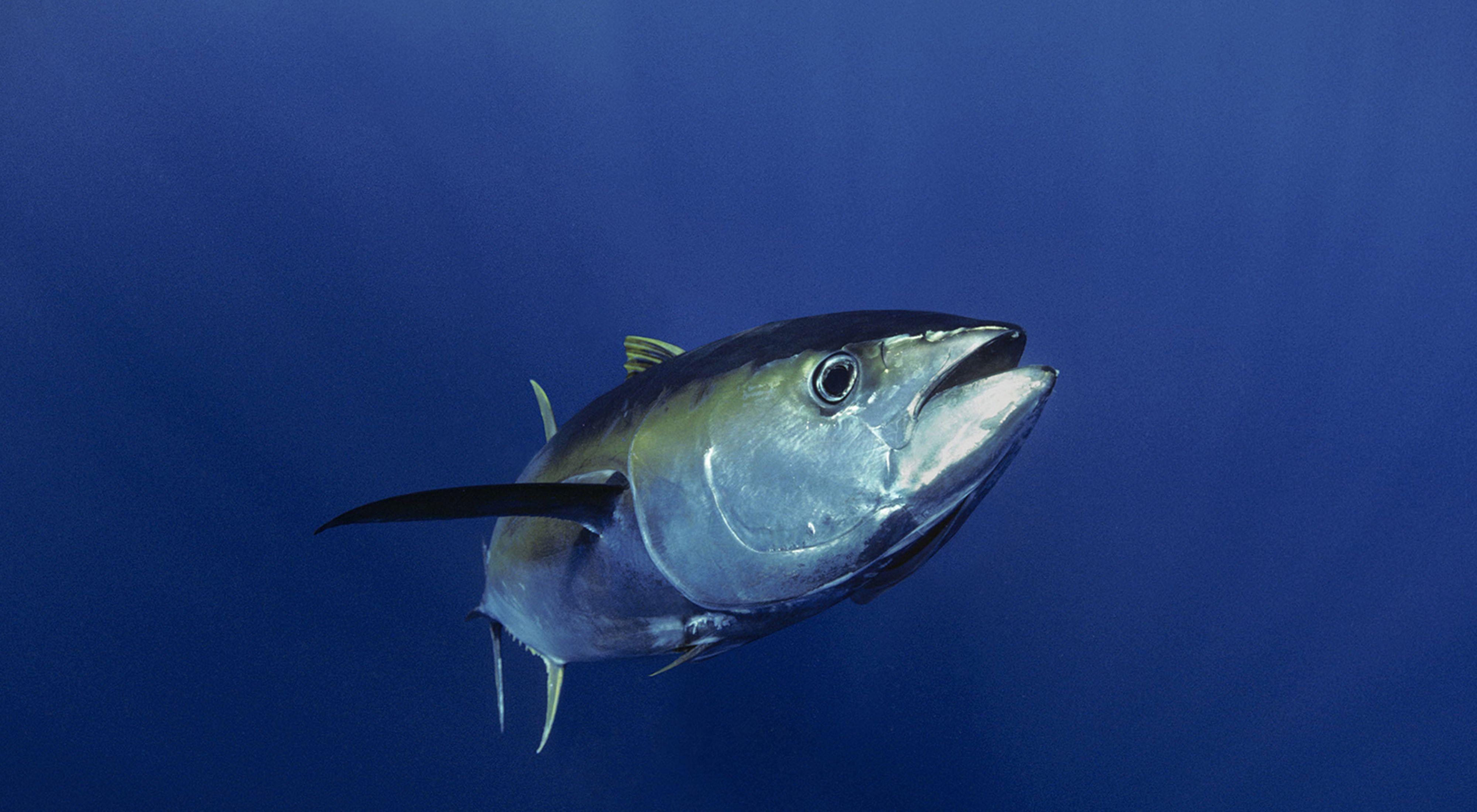 Saving Tuna Populations in the Pacific