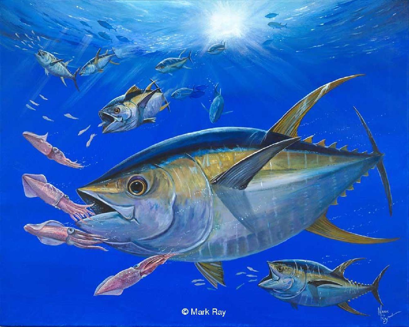 Yellowfin Tuna paintings
