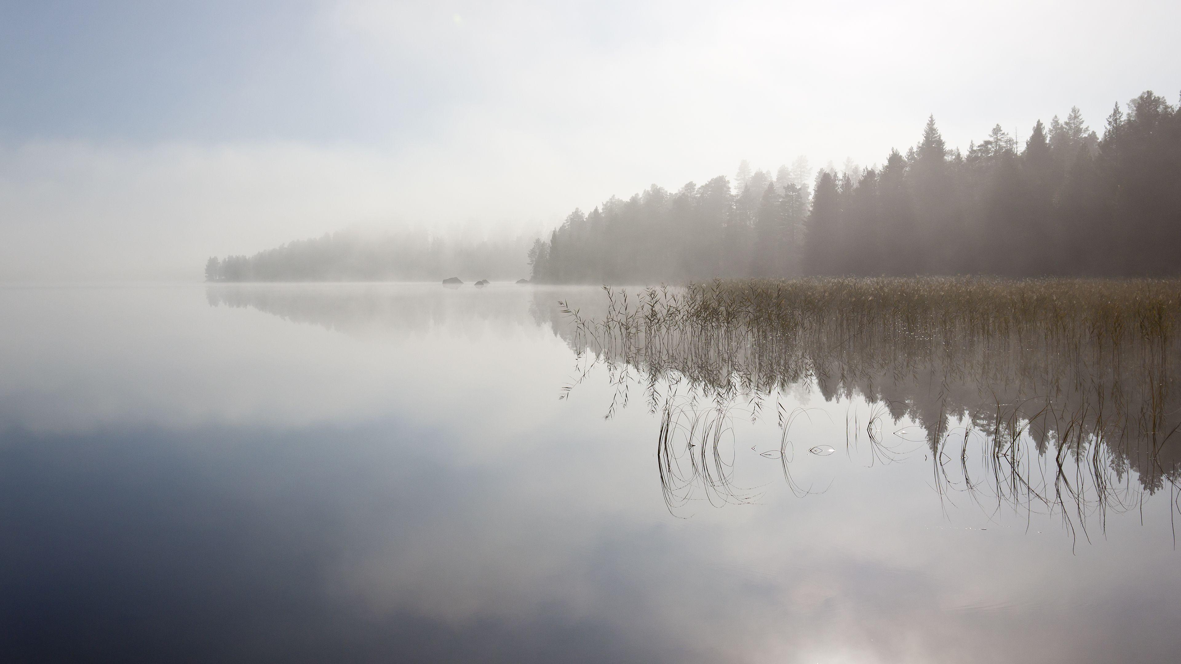 HD Forest reflecting in the foggy lake Wallpaper. Download Free