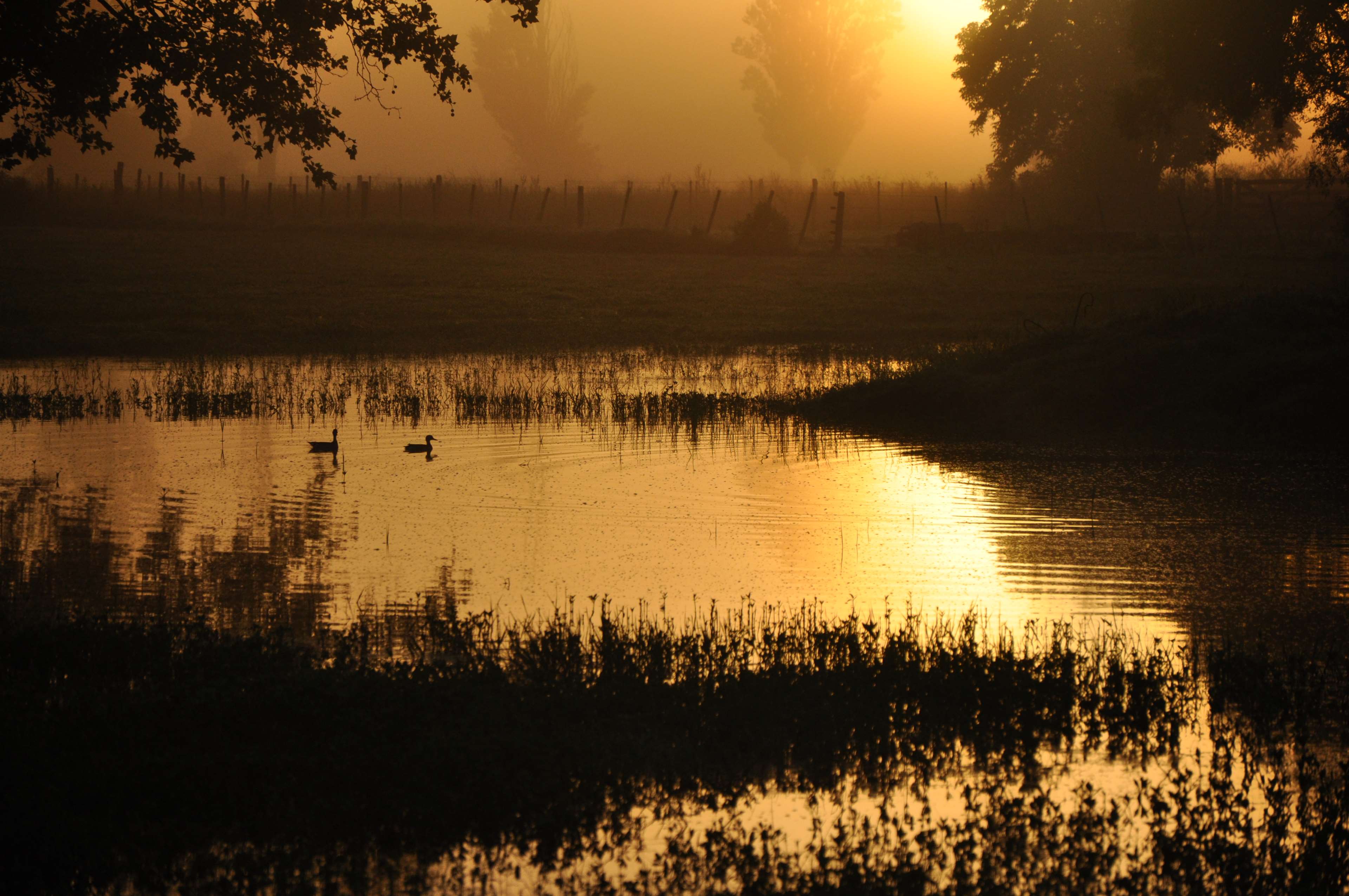 backlight, ducks, foggy, lake, shadows, sun, sunrise 4k