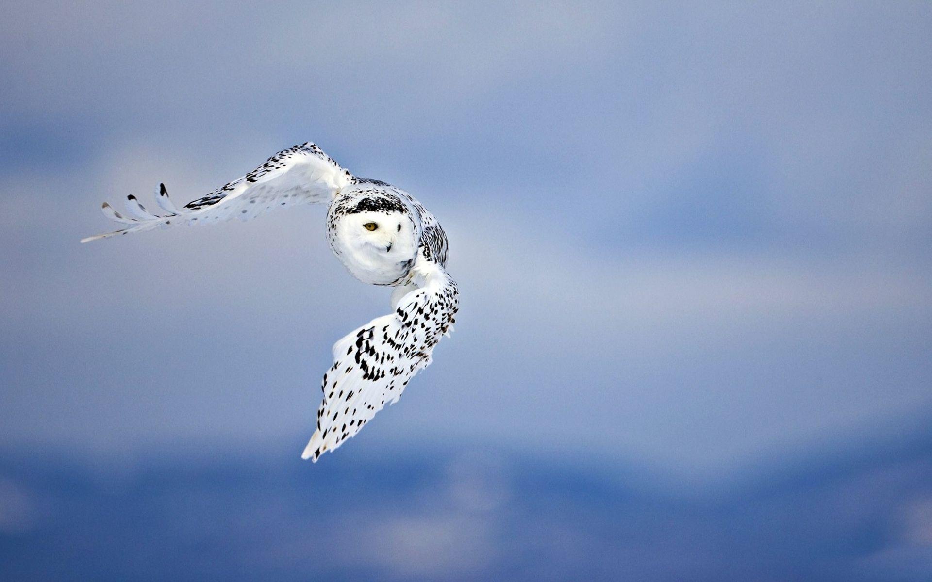 Flying Owl Desktop Wallpaper