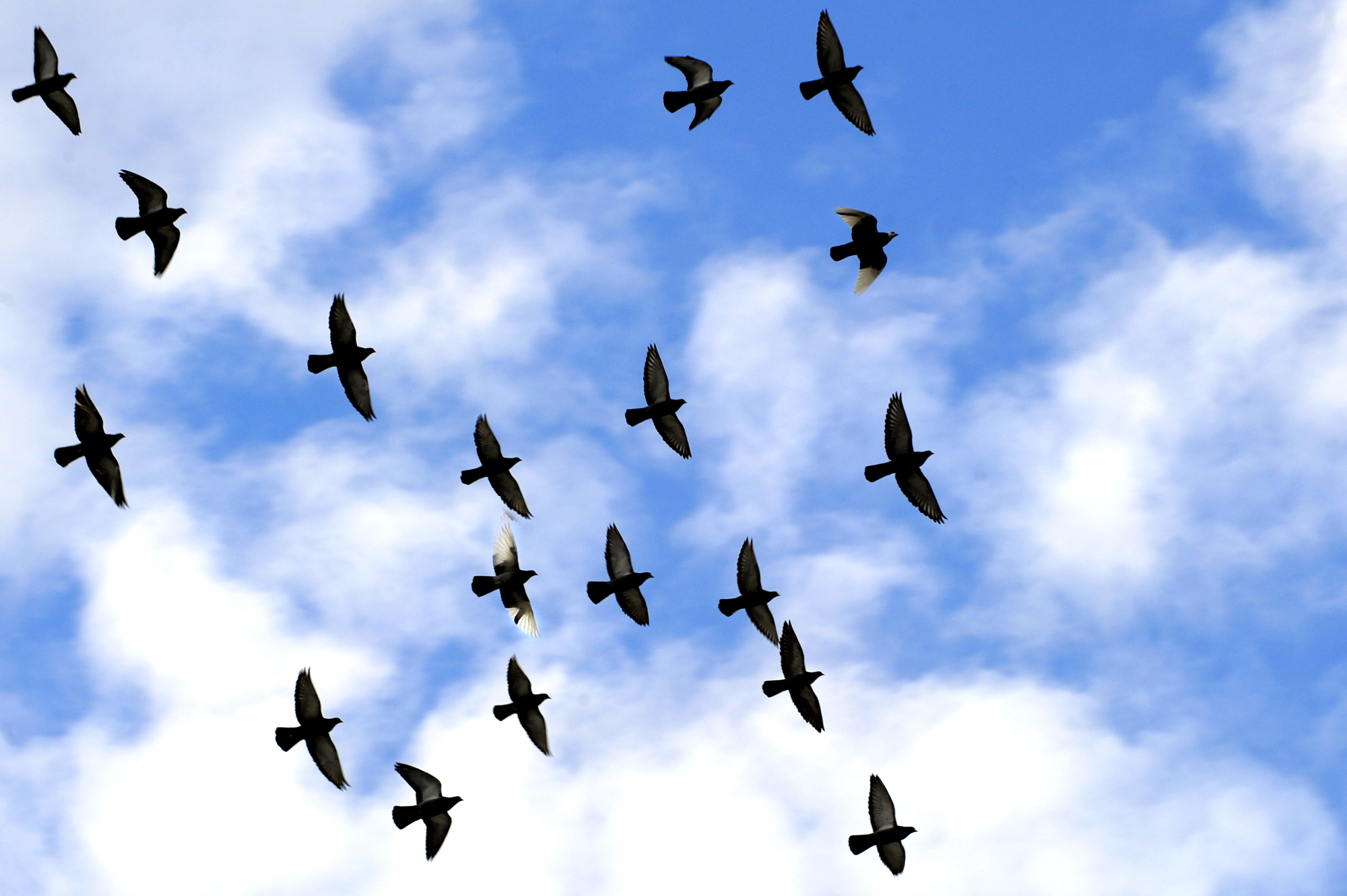 Free Flying Birds, Download Free