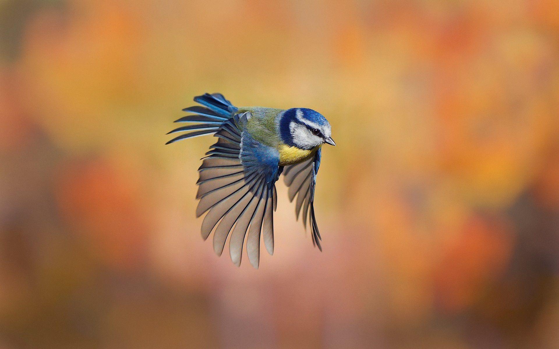 Blue Bird Flying HD Wallpaper Amazing High Resolution Stock Birds