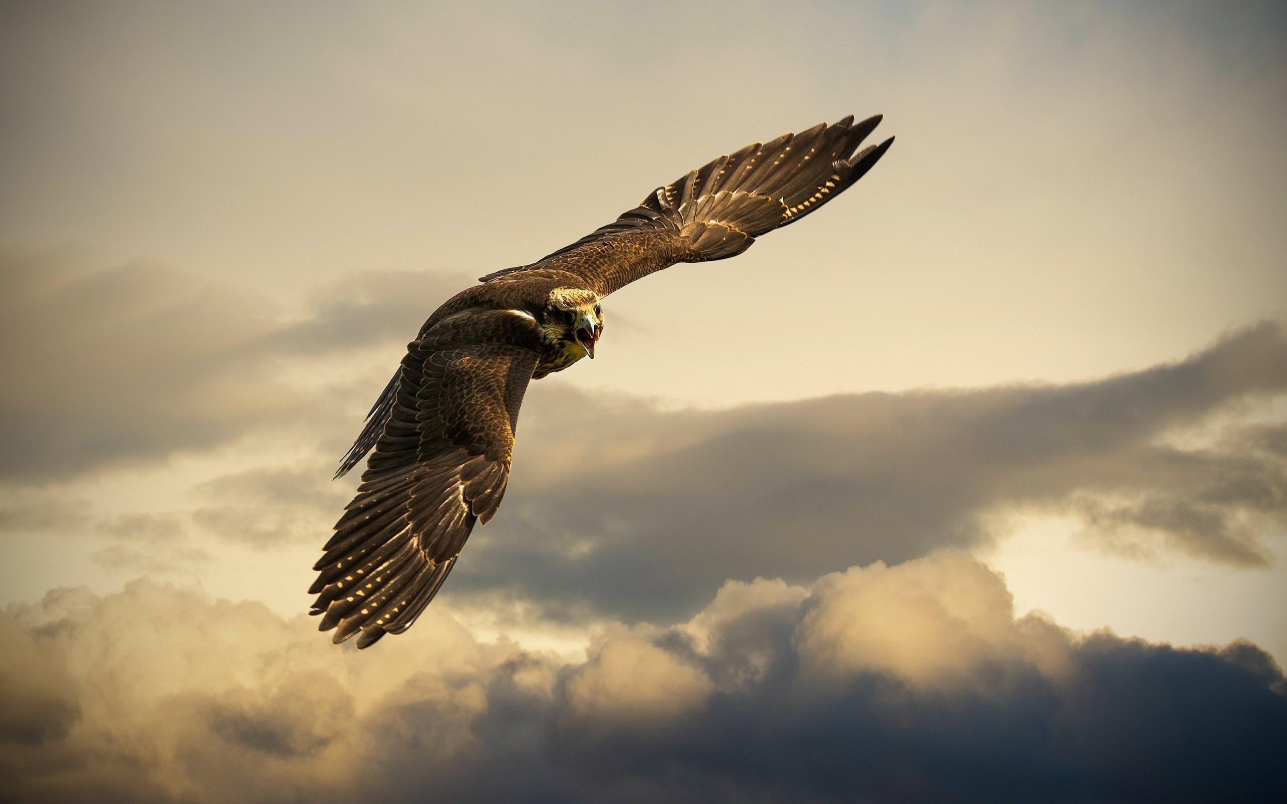 Falcons Birds Flying HD Wallpaper, Background Image