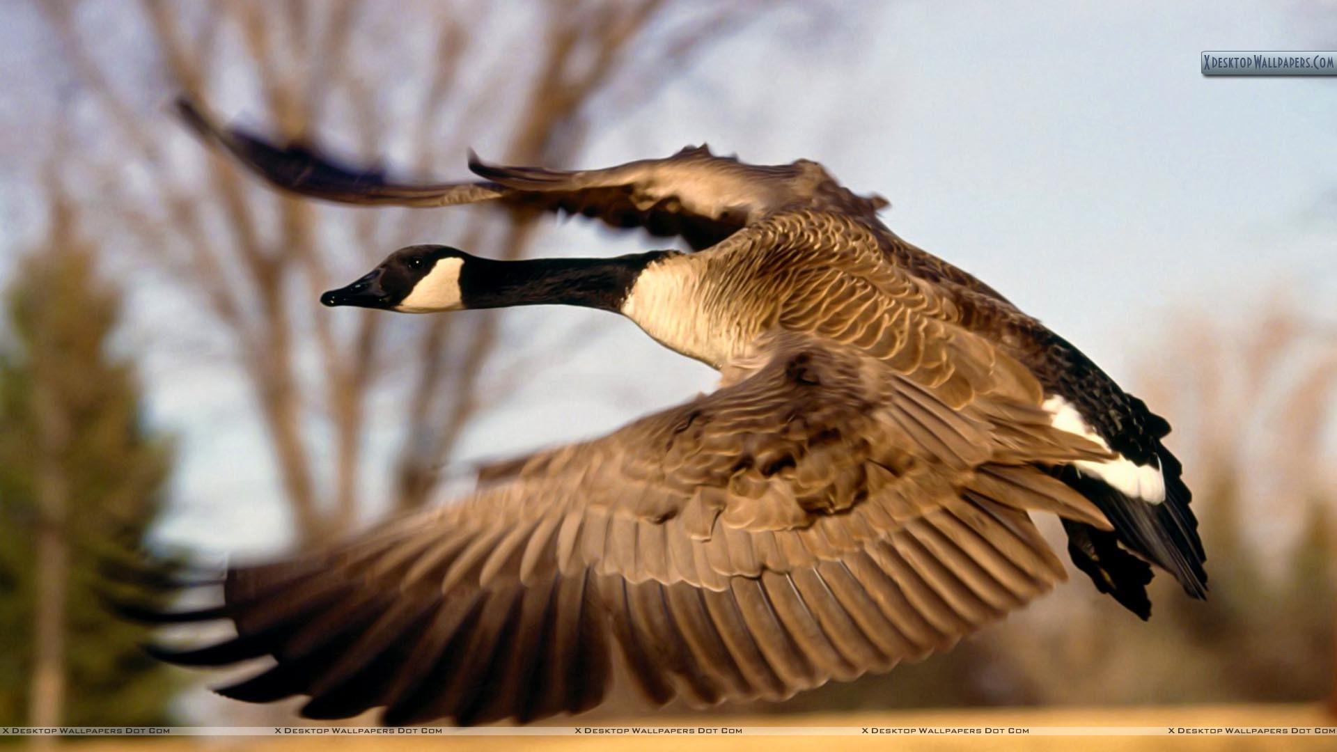 Canadian Goose Flying HD Wallpaper, Background Image