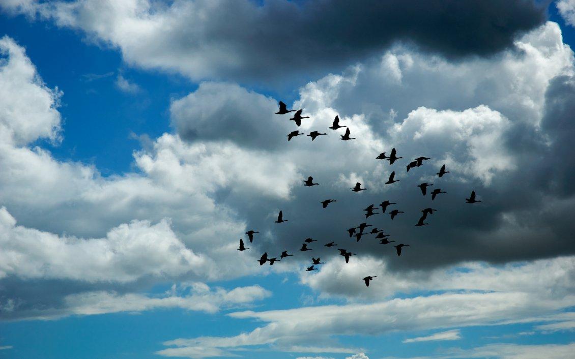 Clouds Bird Flying HD Wallpaper