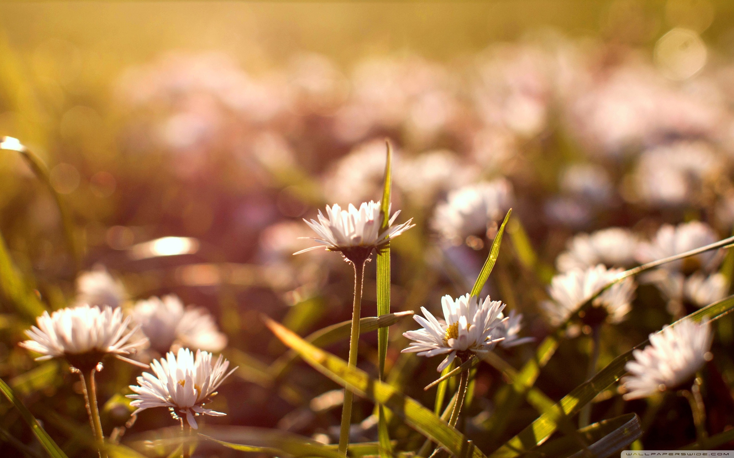 Meadow Flowers Macro ❤ 4K HD Desktop Wallpaper for 4K Ultra HD TV