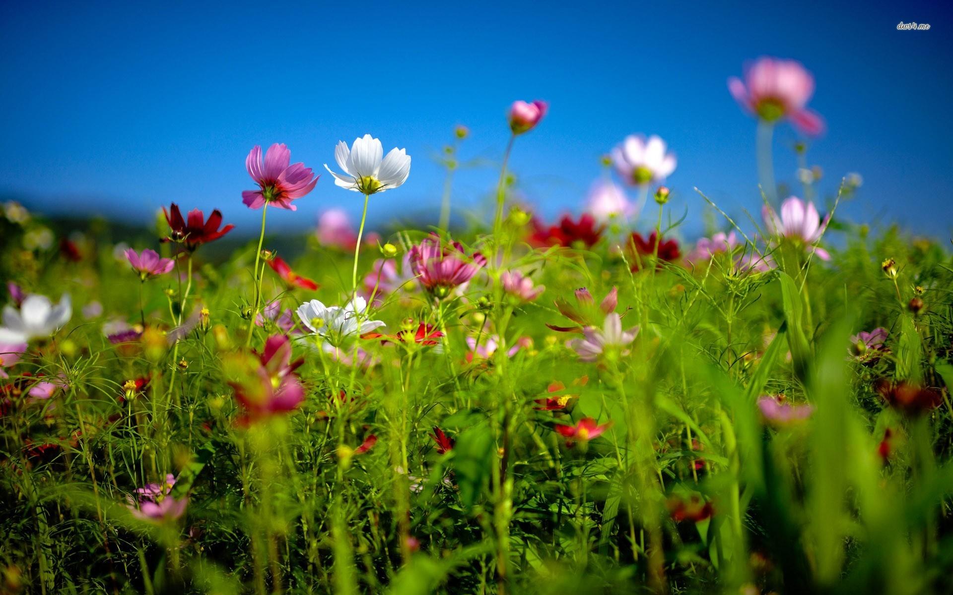 Cosmos flowers in the meadow wallpaper wallpaper