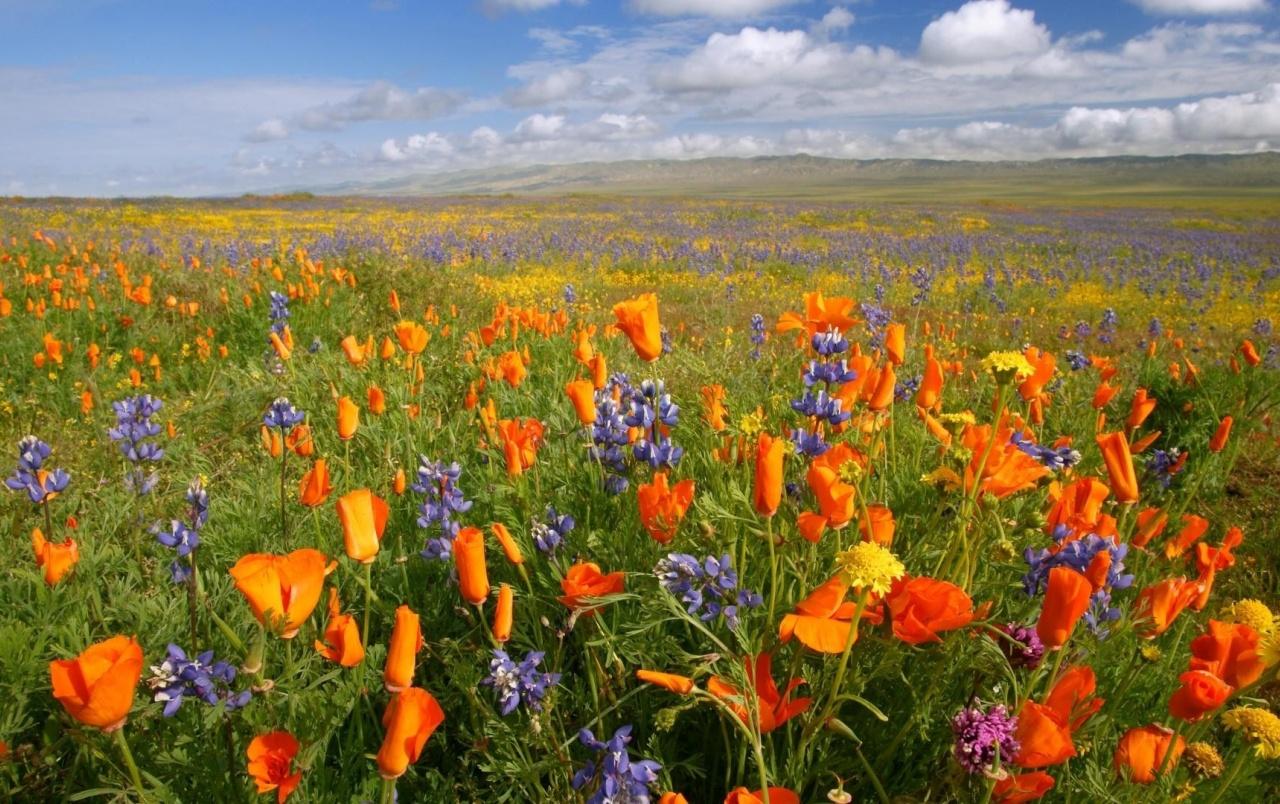 California Meadow Flowers wallpaper. California Meadow Flowers