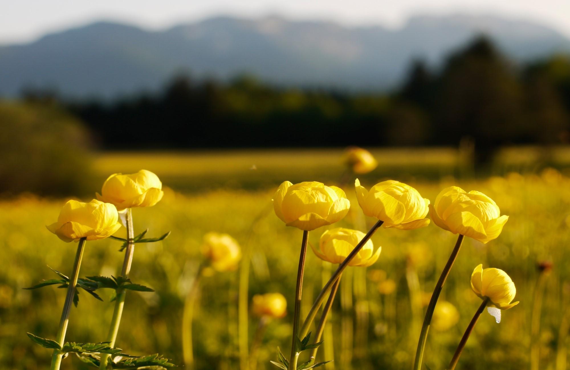 Meadow, Globe flower, Blur, Flowers wallpaper and background