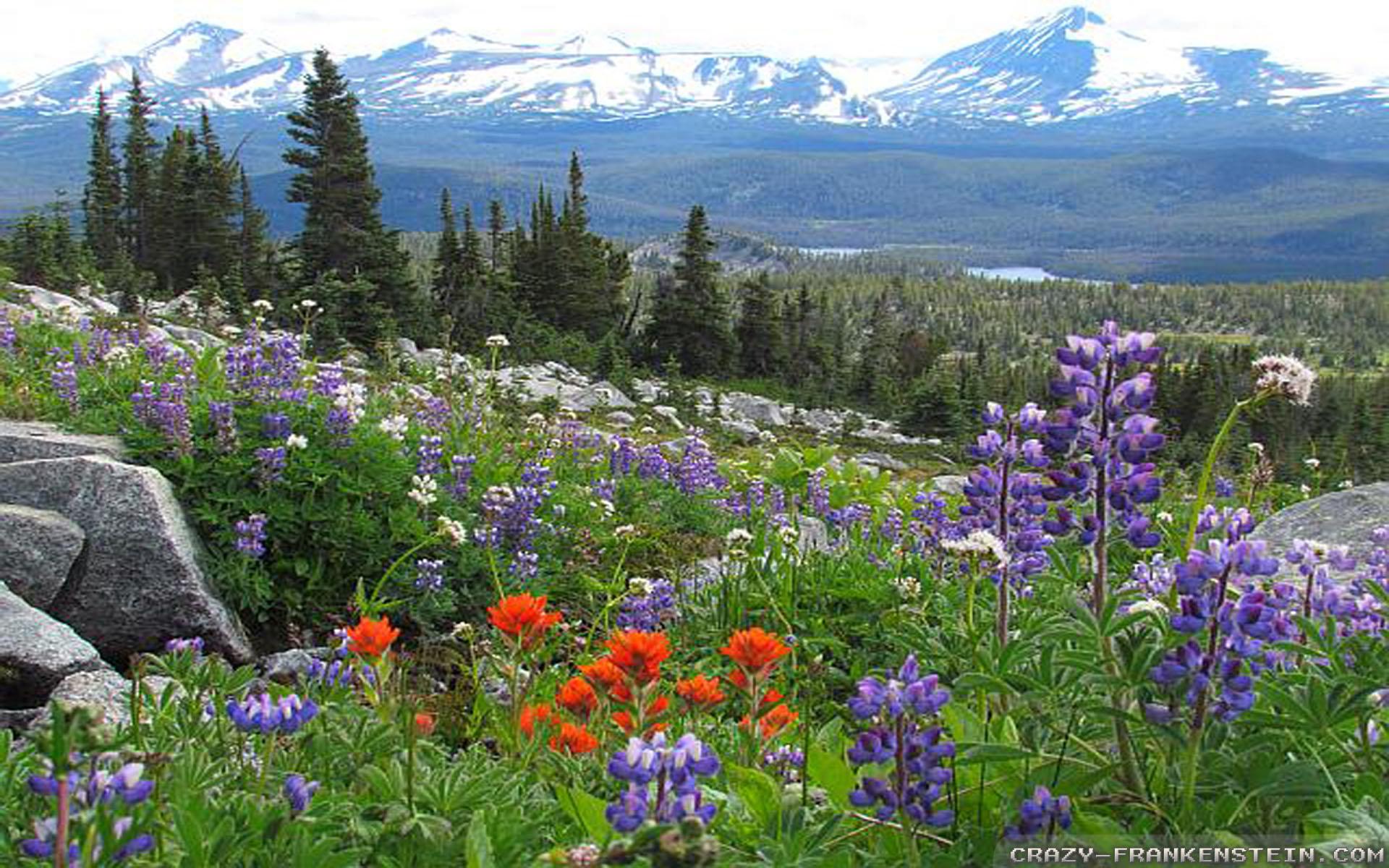 Flower Meadow wallpaperx1200