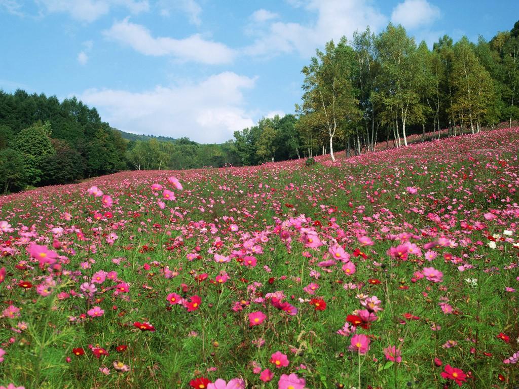 Fields: Meadoew Cosmos Meadow Nature Flowers Field Flower Wallpaper
