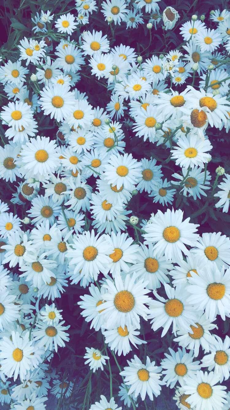 iPhone Wallpaper. Flower, Flowering plant, aromatic aster