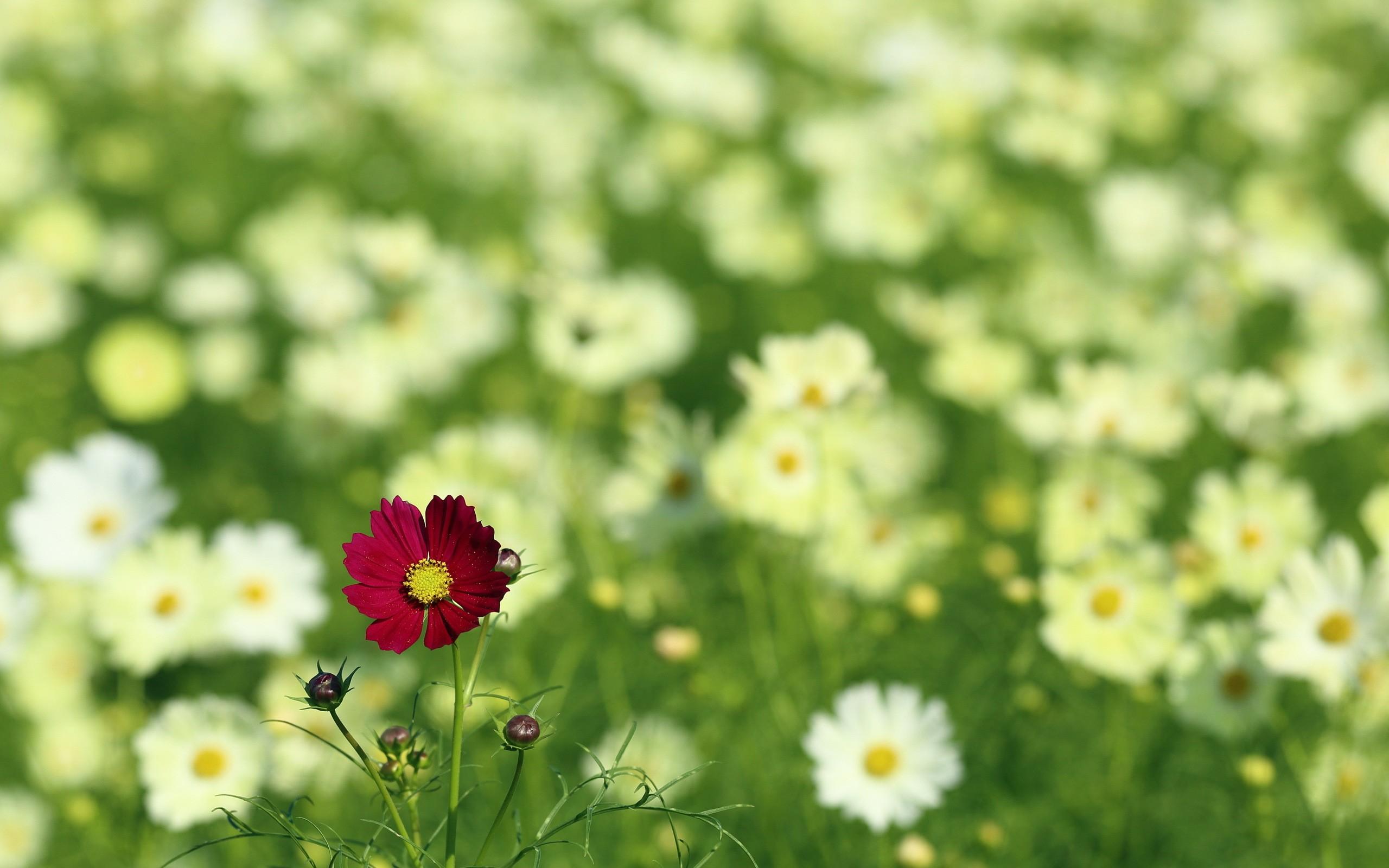 Flowery Nature Flowers Meadow Flower Wallpaper High Resolution