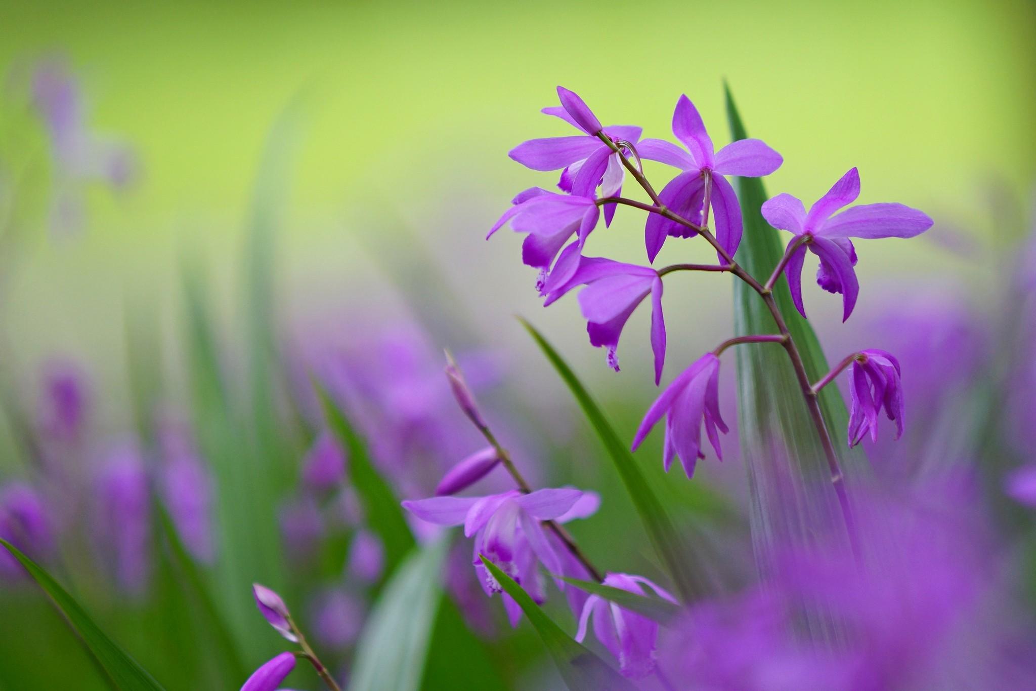Flower: Summer Meadow Flowers Nature Flower Wallpaper For Desktop