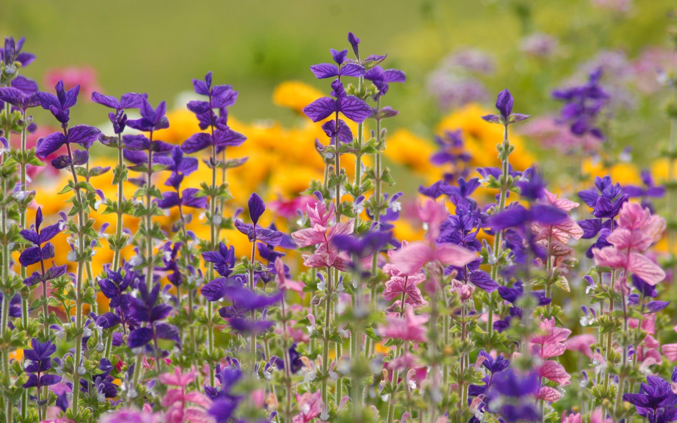 Flowers meadow wallpaper Gallery