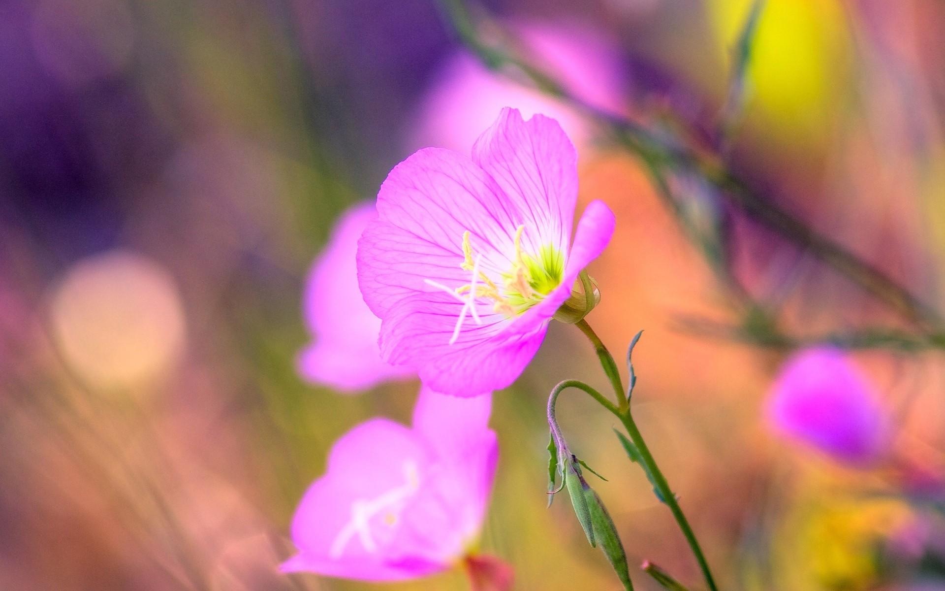 Flower: Dreams Floral Nature Pretty Field Color Photography Meadow