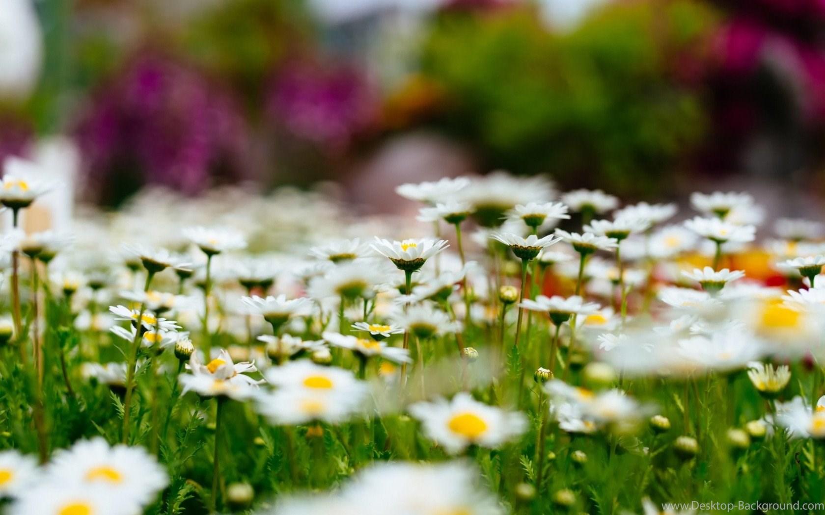 Meadow Flowers Wallpaper HD Download For Desktop Desktop Background