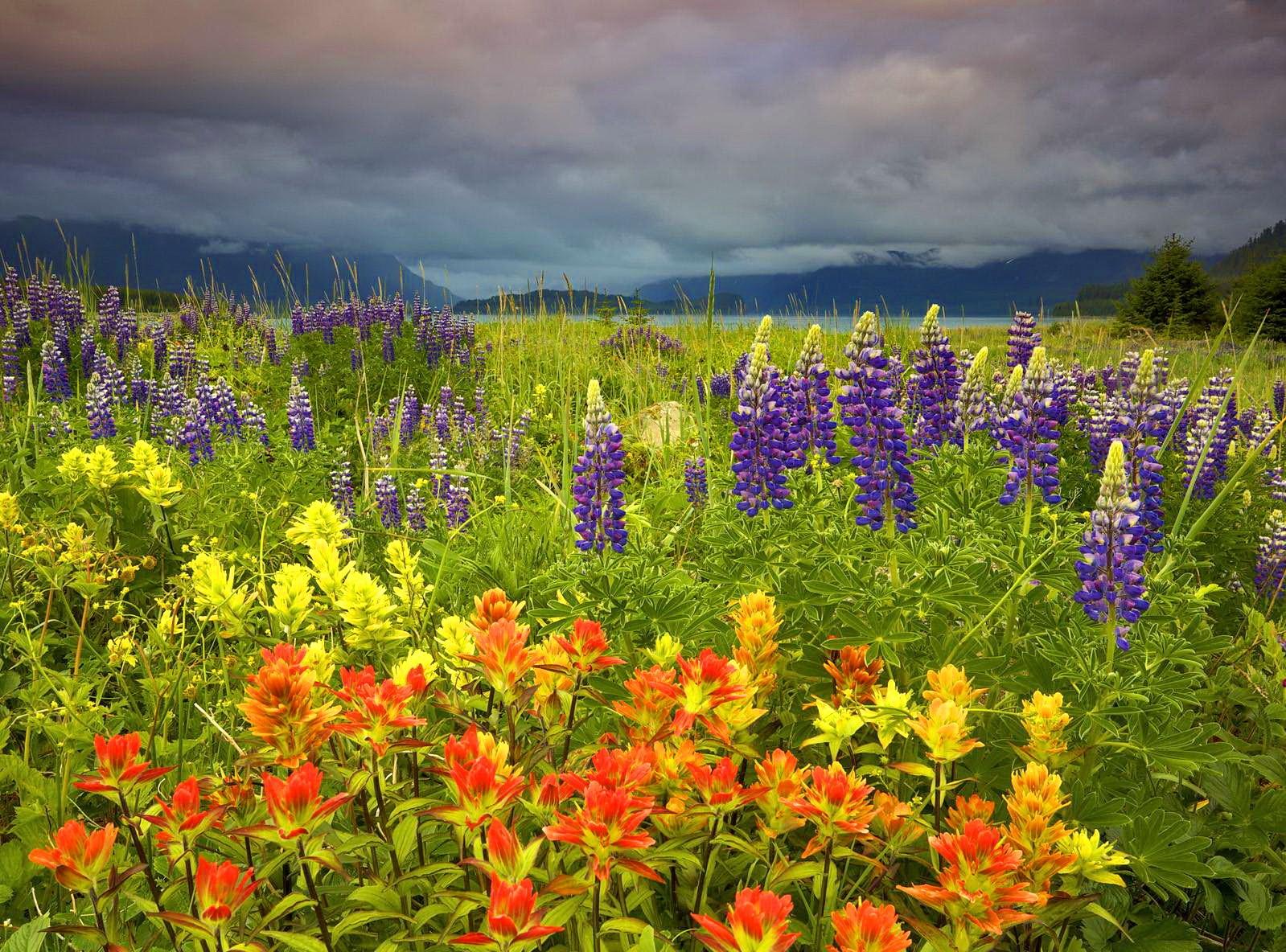 Group of Wallpaper Summer Meadow Flowers