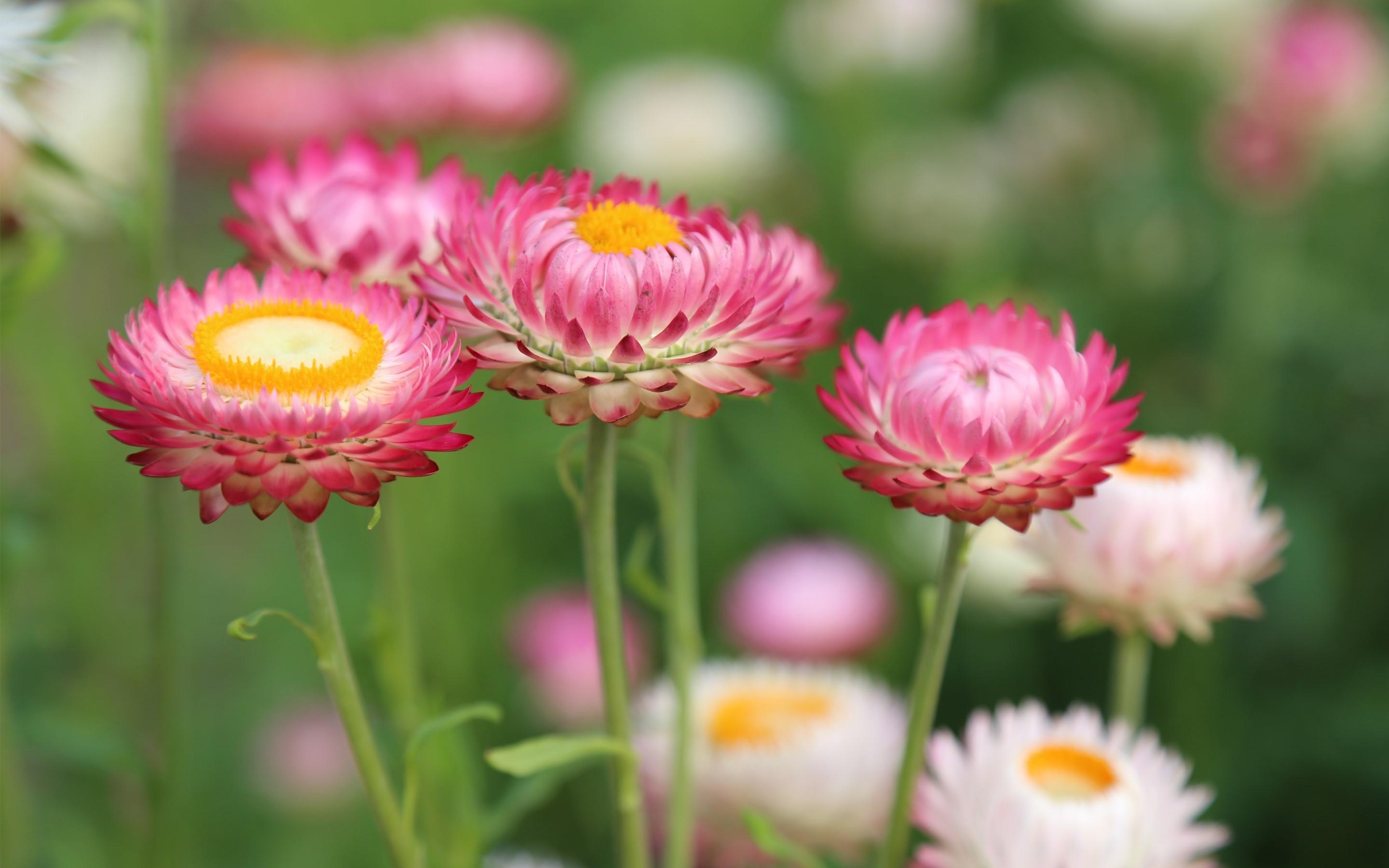 Flowers in a meadow Wallpaper