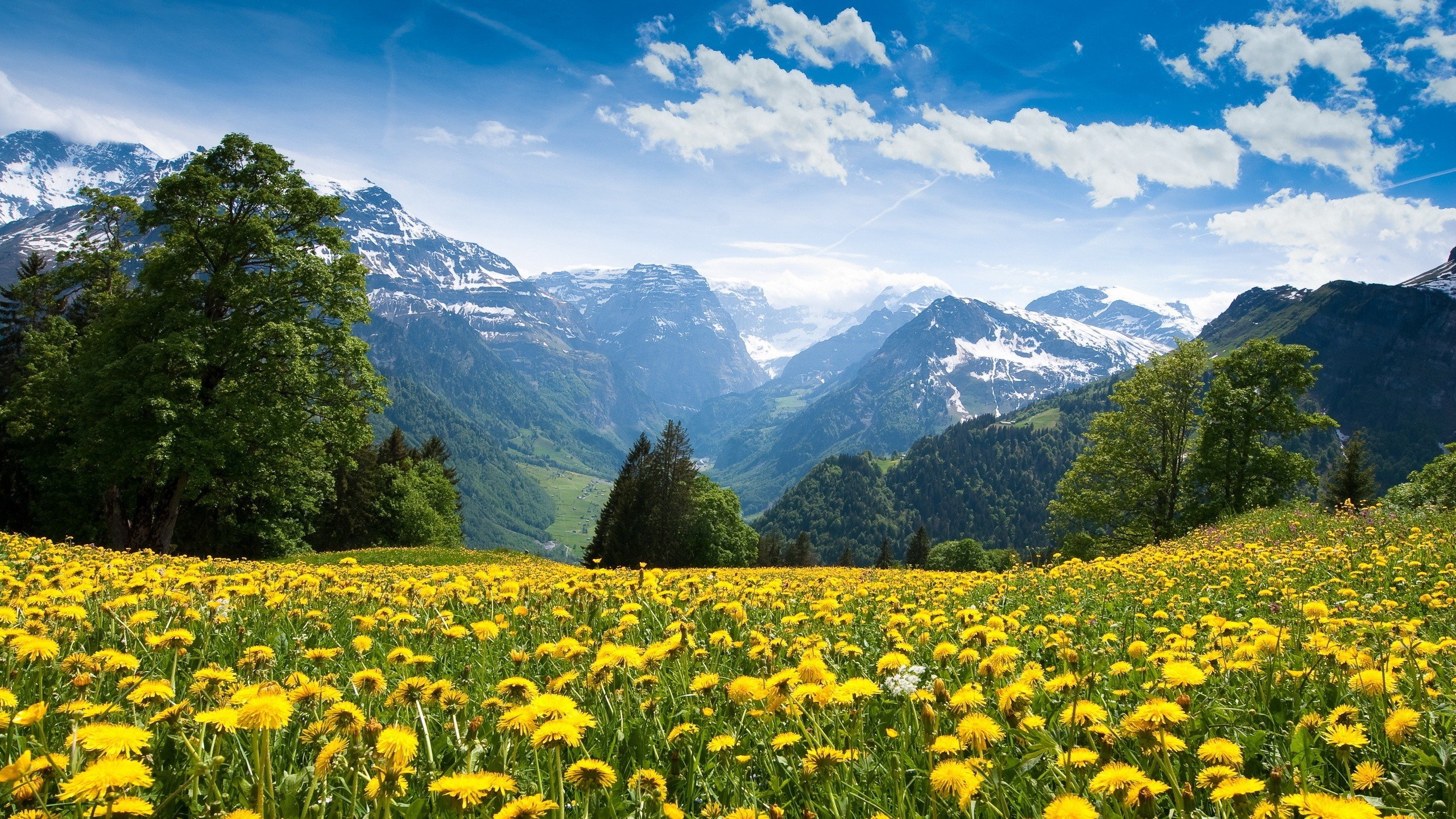 mountains, Landscape, Nature, Mountain, Spring, Meadow, Flowers 4K