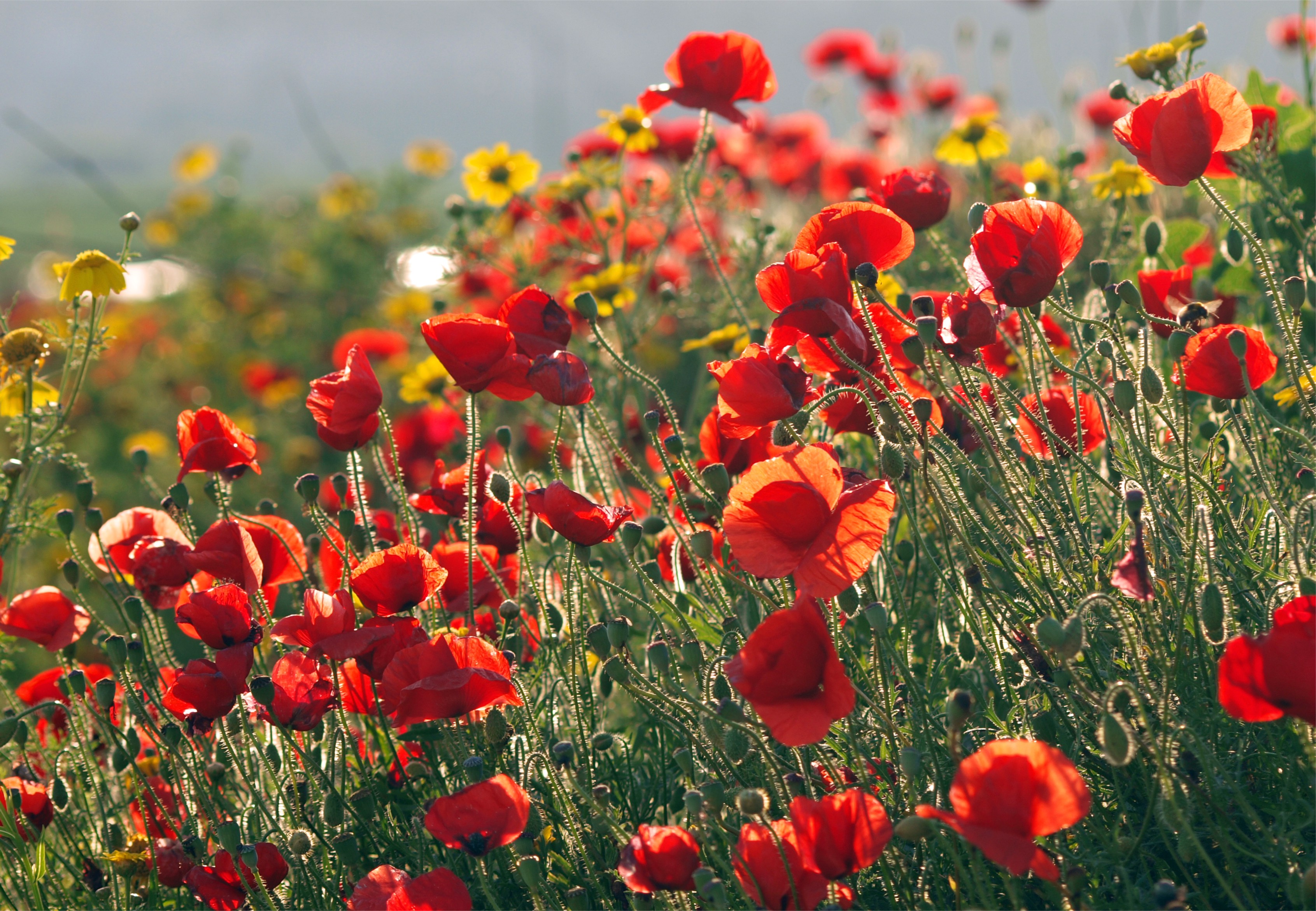 Flowers: Flowers Red Poppies Meadow Rose Flower HD Live Wallpaper