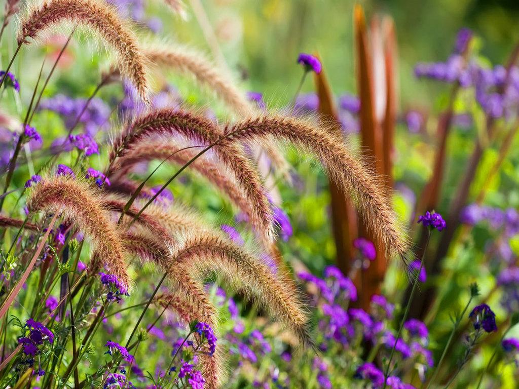 Wild flower wallpaper Gallery