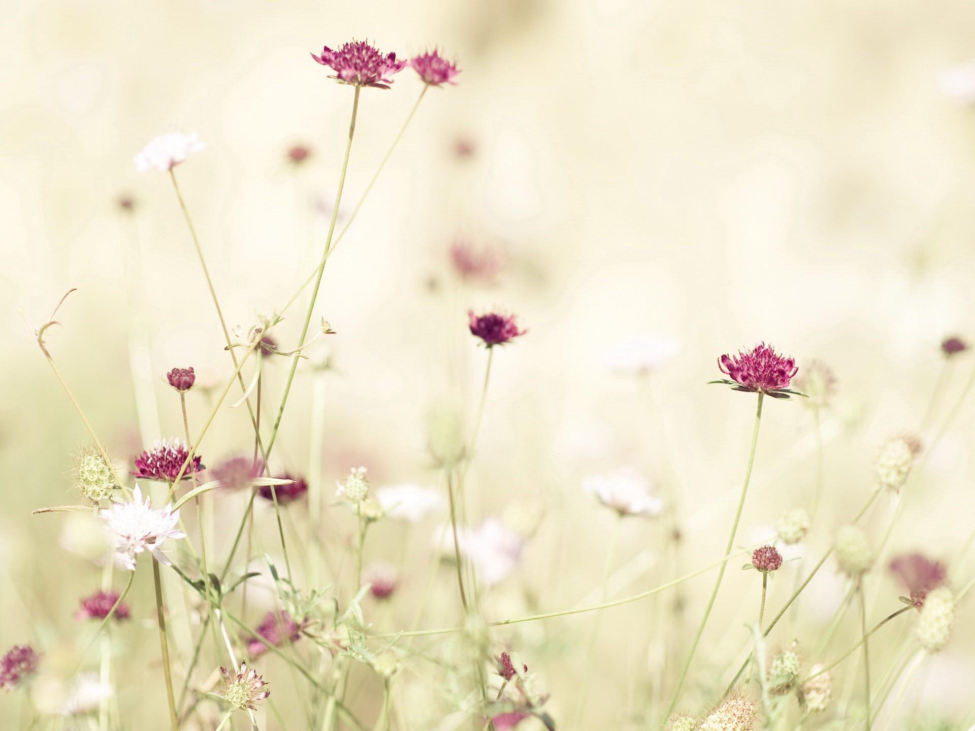 Download wallpaper 1920x1440 flowers, meadow, lights, stems HD