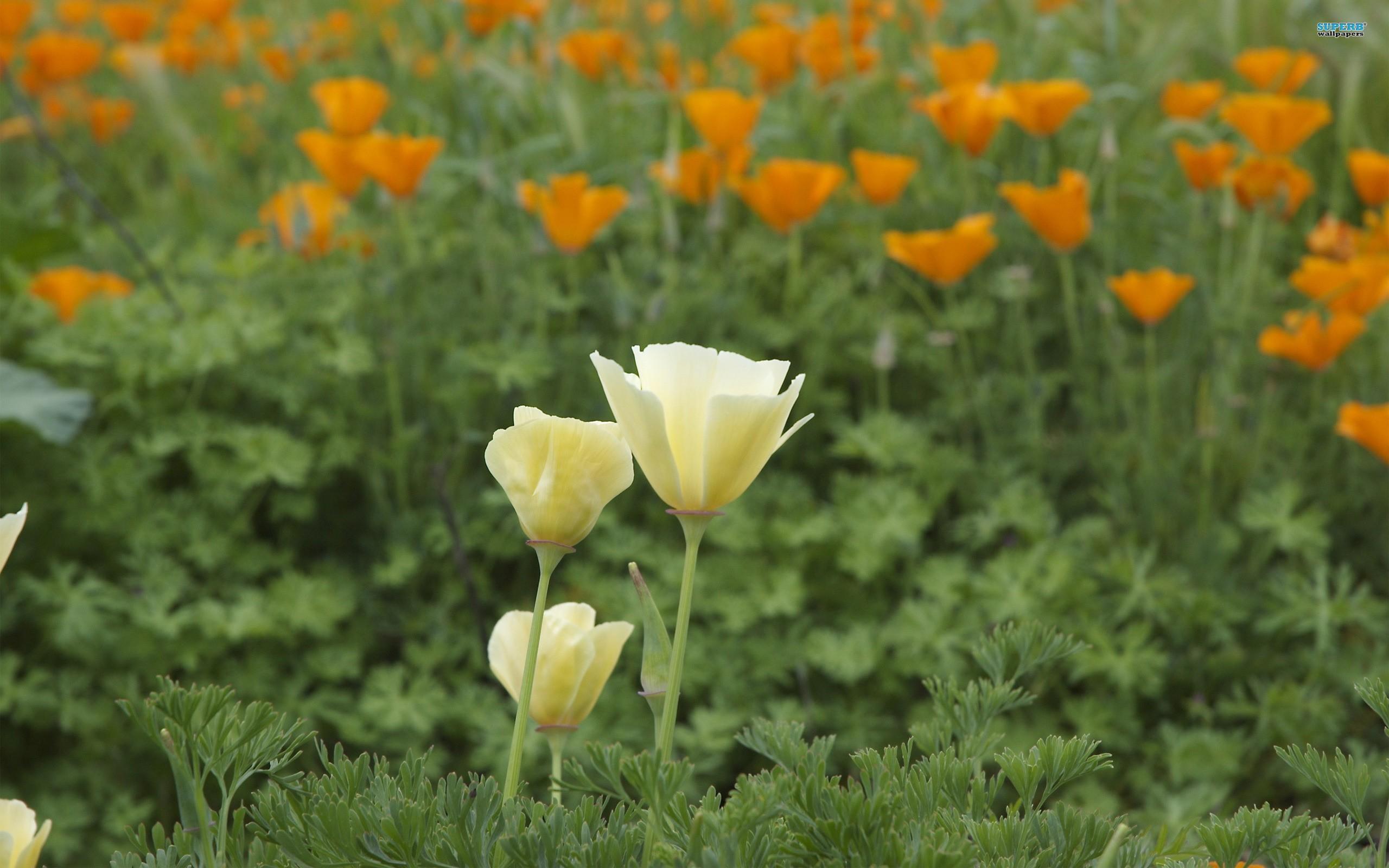 Flower: Poppy Meadow Flowers Poppies Colors California Nice Flower