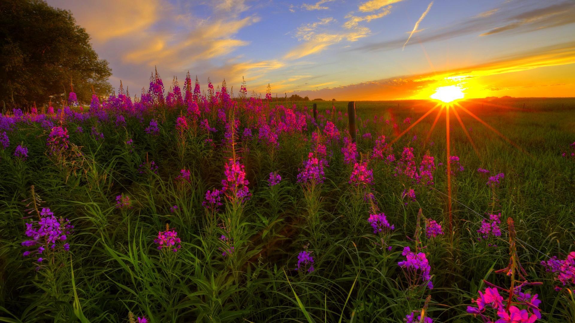 Wild Flowers Sunset HD desktop wallpaper, Widescreen