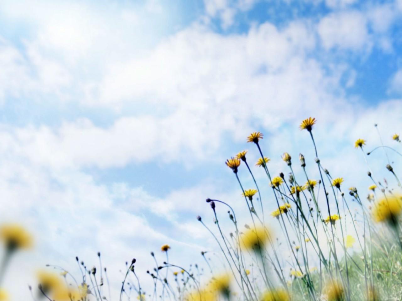 Wallpaper Windows 7 Flowers Wallpaper 1280x960 Wallpaper