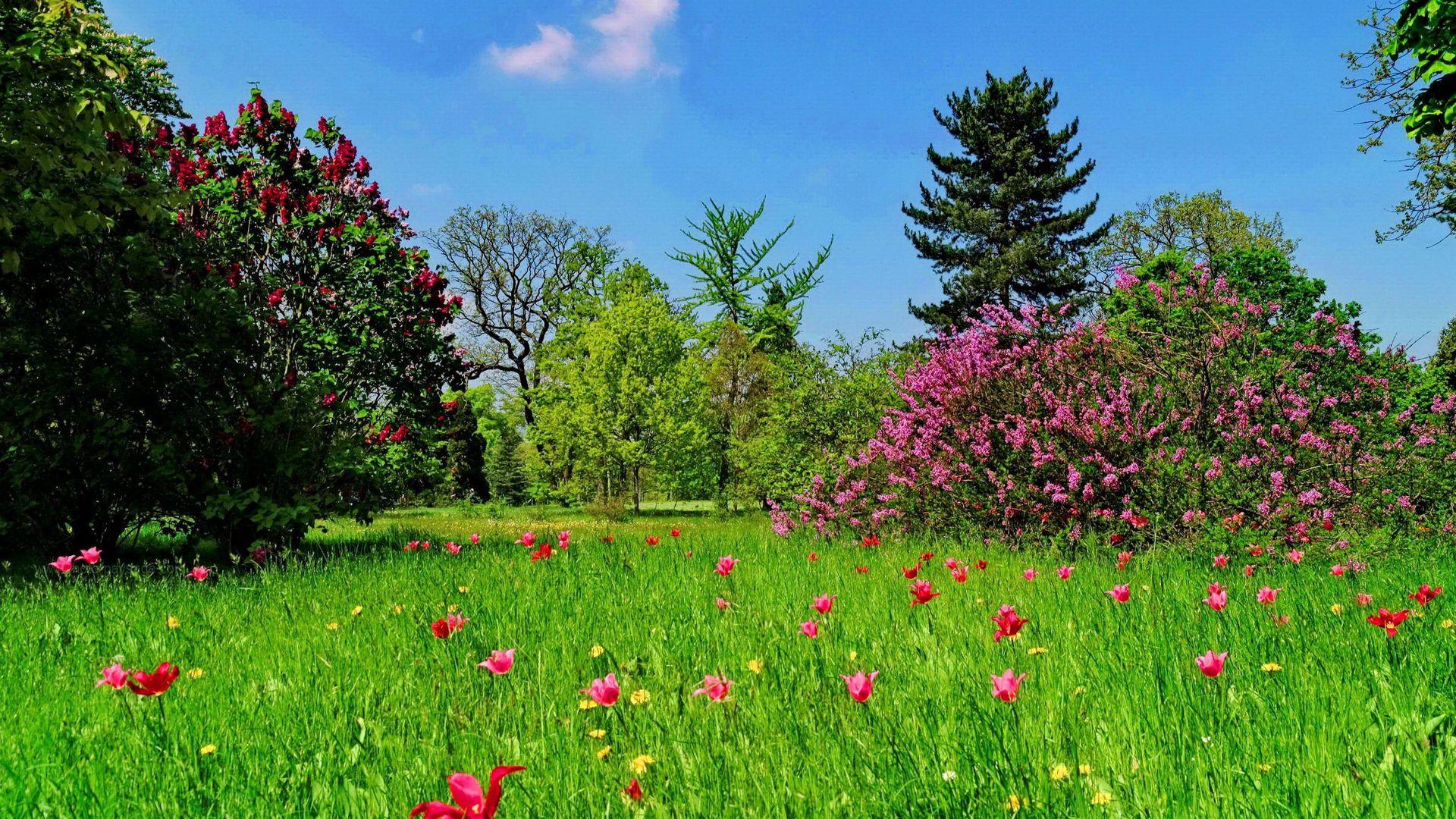 Spring Green Grass and Flowers Wallpaper