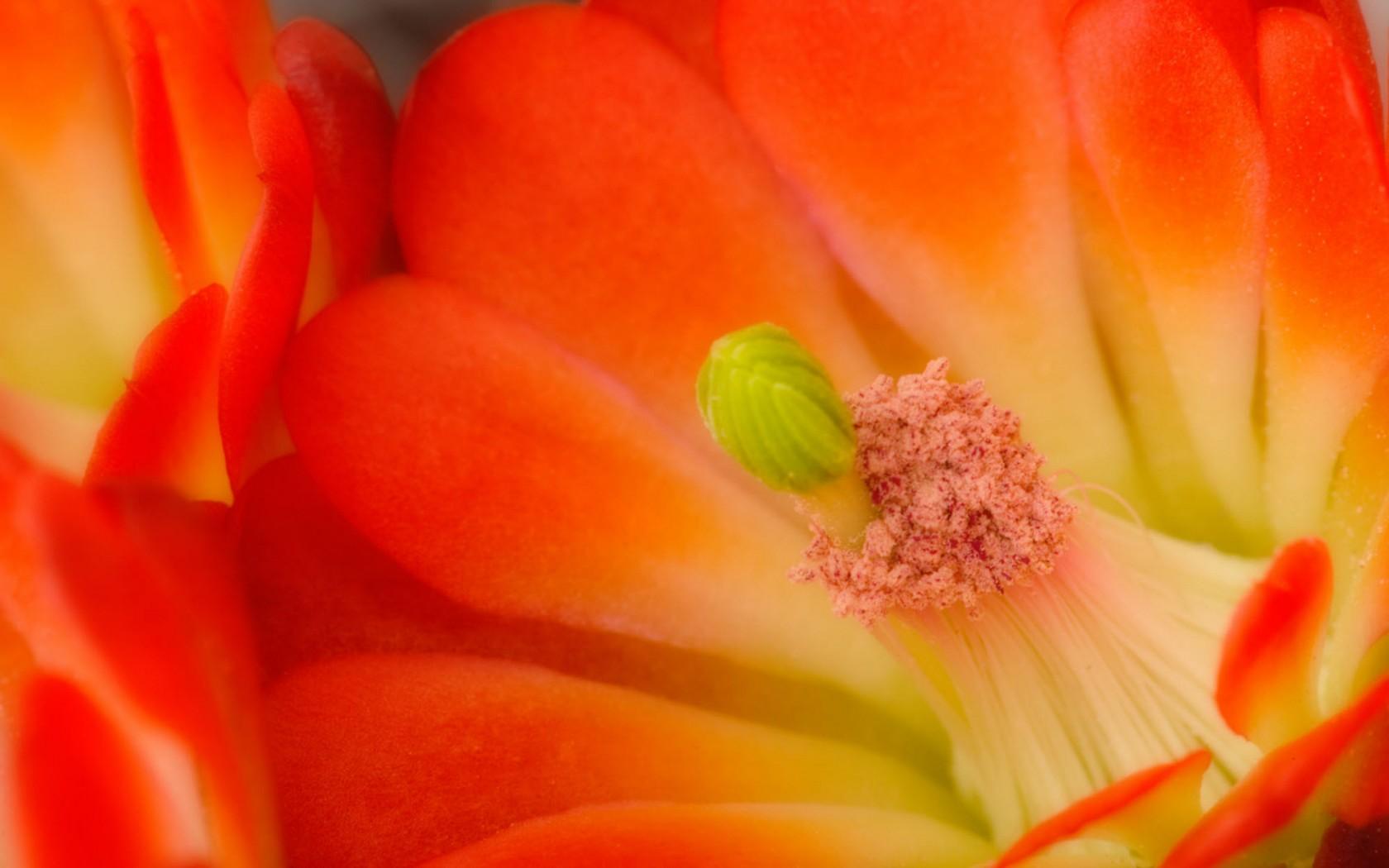 Best Claret cup cactus flowers Wallpaper (8 + Image)