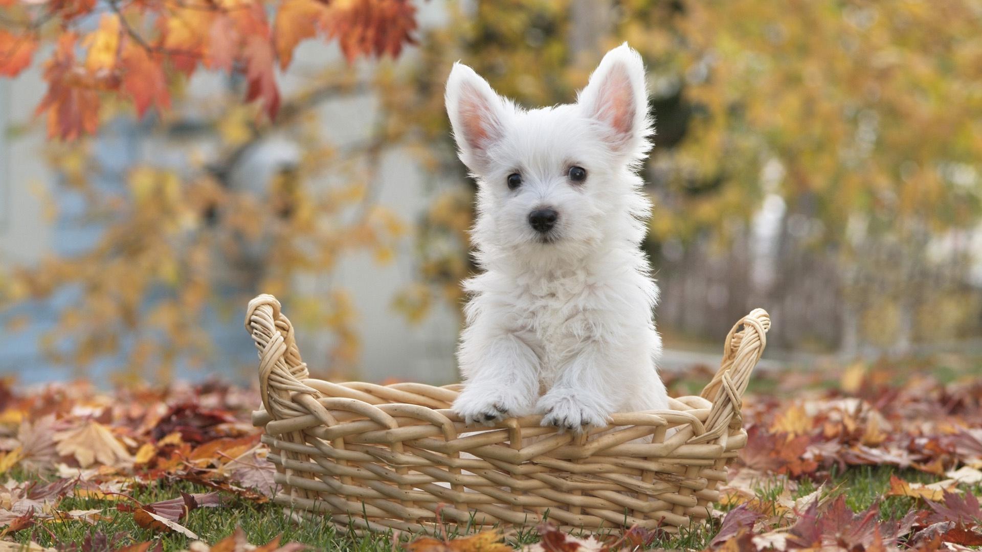 Fluffy White Dog Wallpaper Highland White Terrier HD