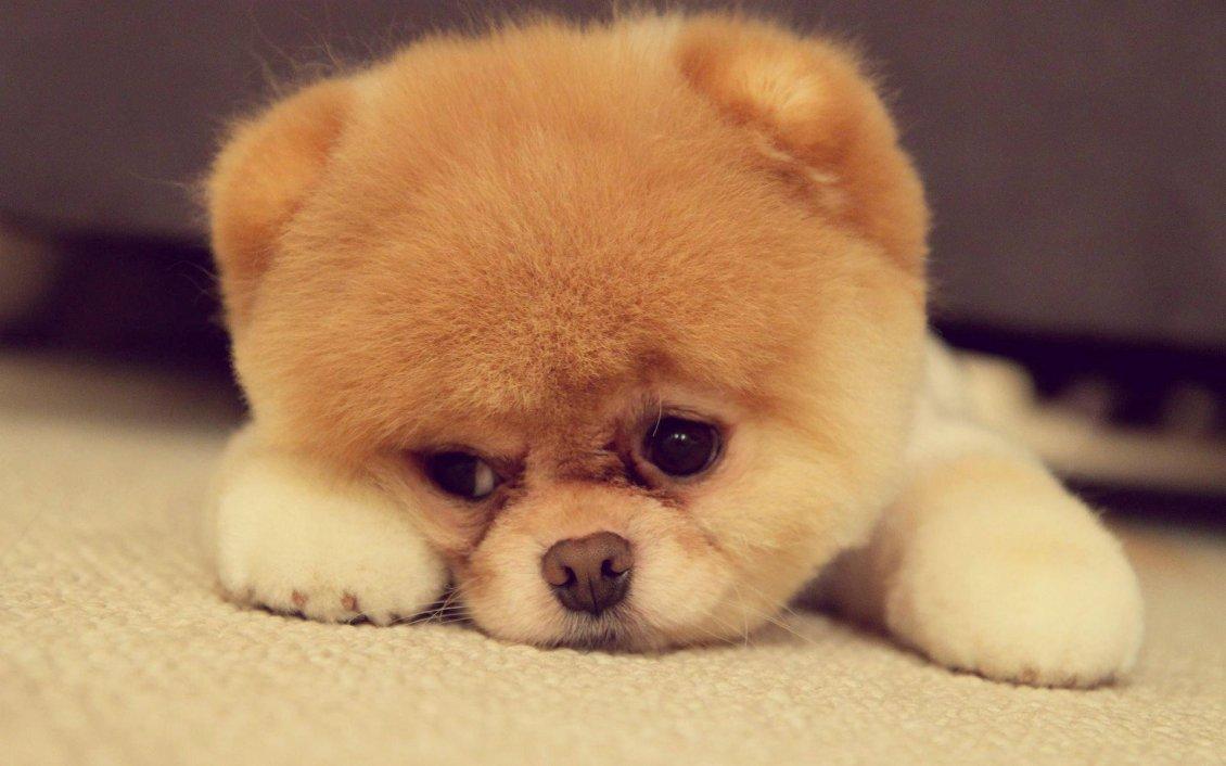 Cute dog face fluffy wallpaper