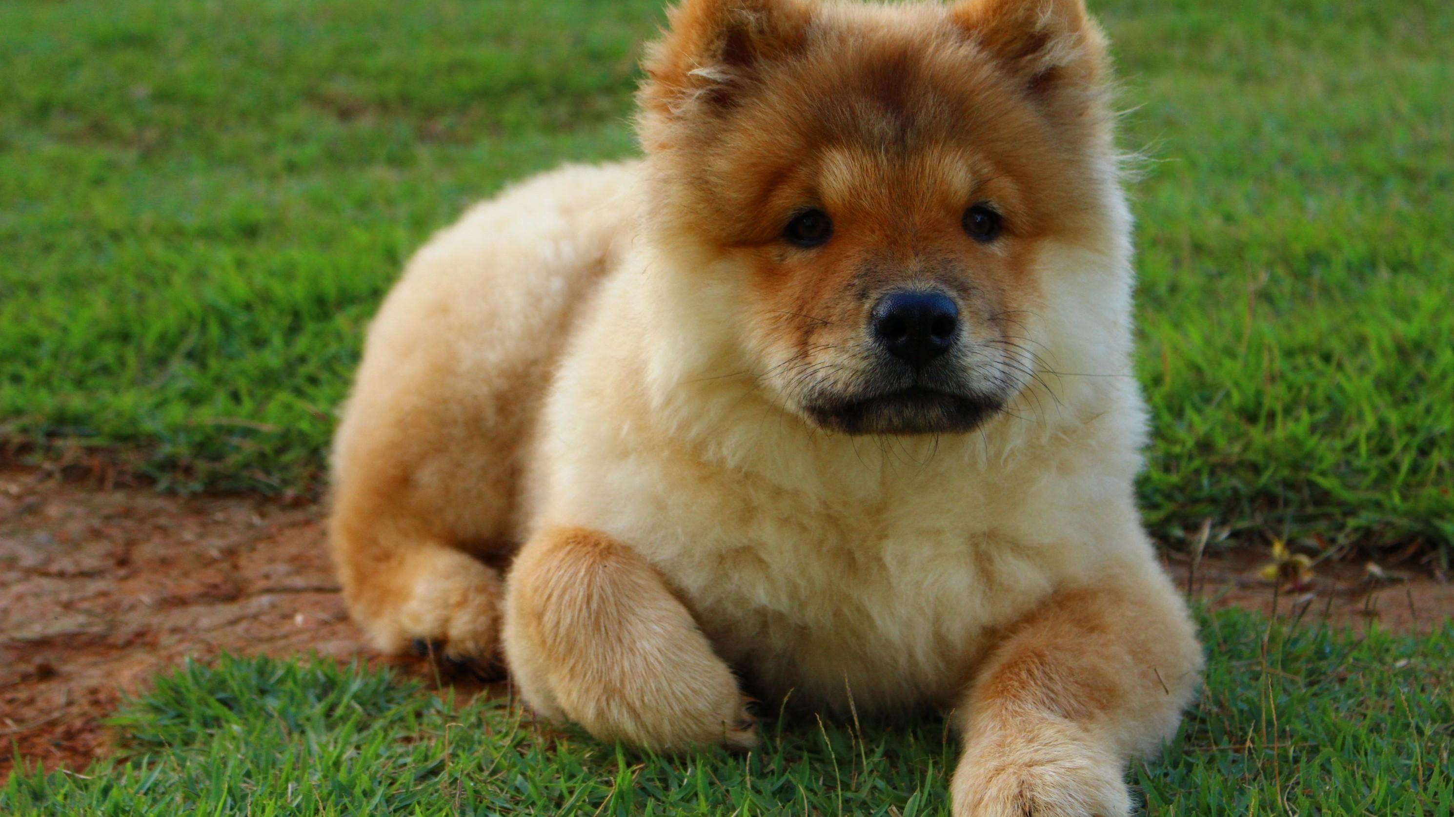 Download 2980x1676 Puppy, Sitting, Grass, Chow Chow, Fluffy, Dogs