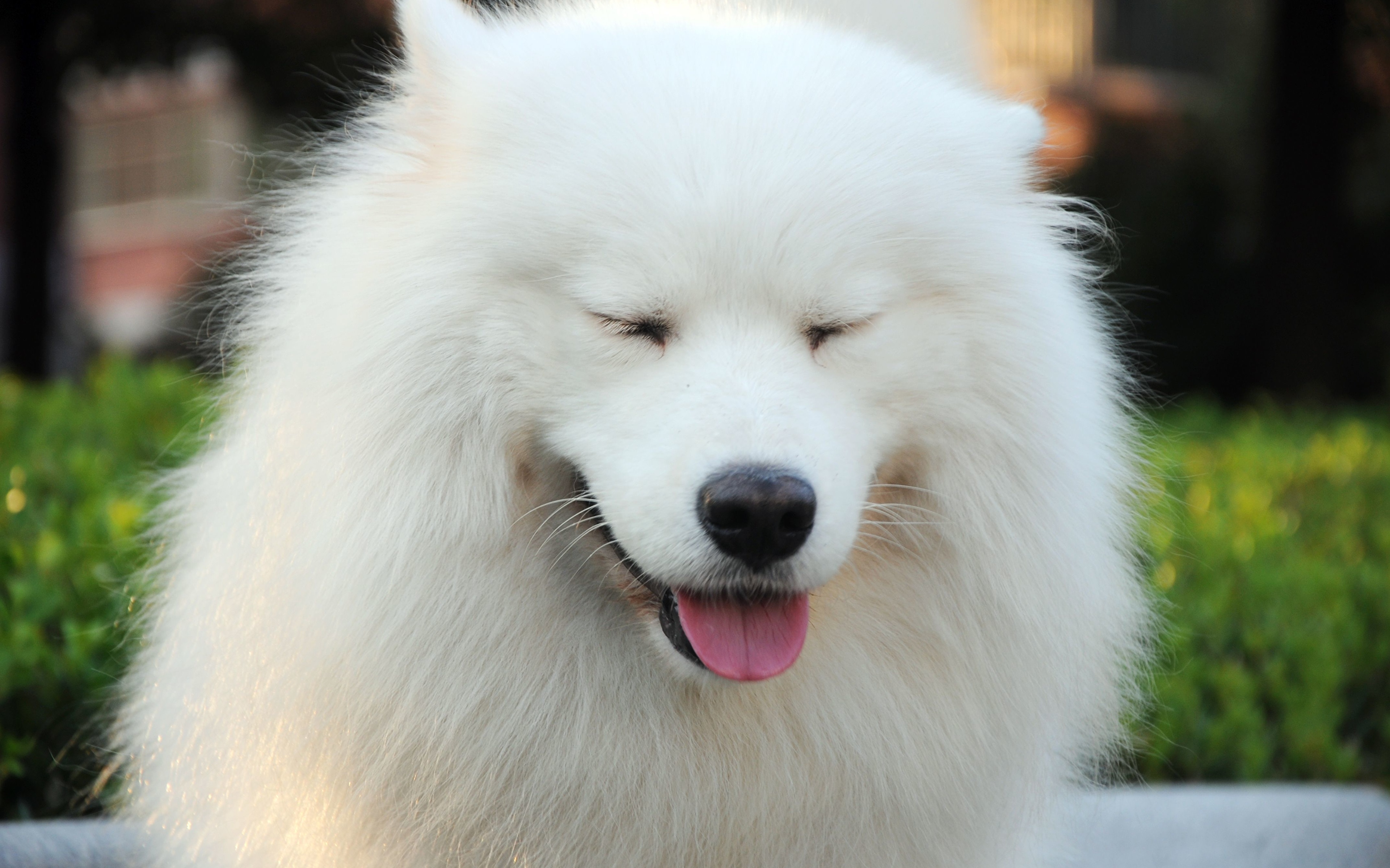 Picture Samoyed dog Dogs White Fluffy Snout Animals 3840x2400