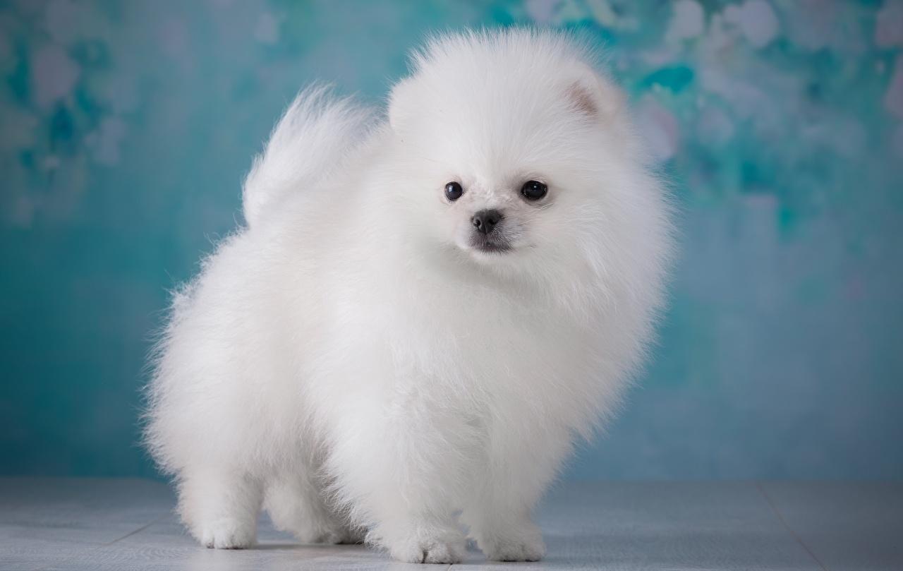 Photos Spitz dog White Fluffy animal