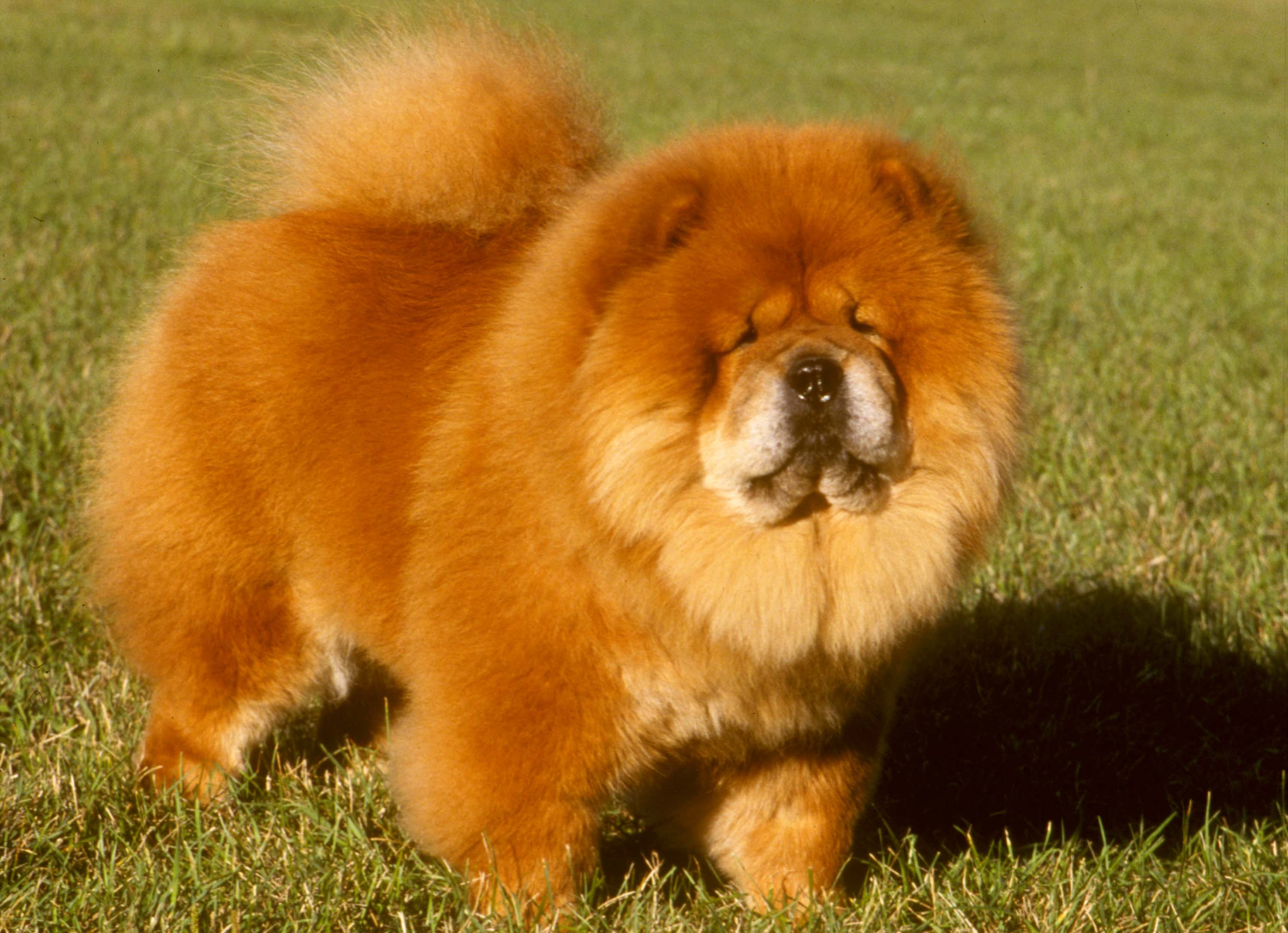 Chow Chow Wallpaper