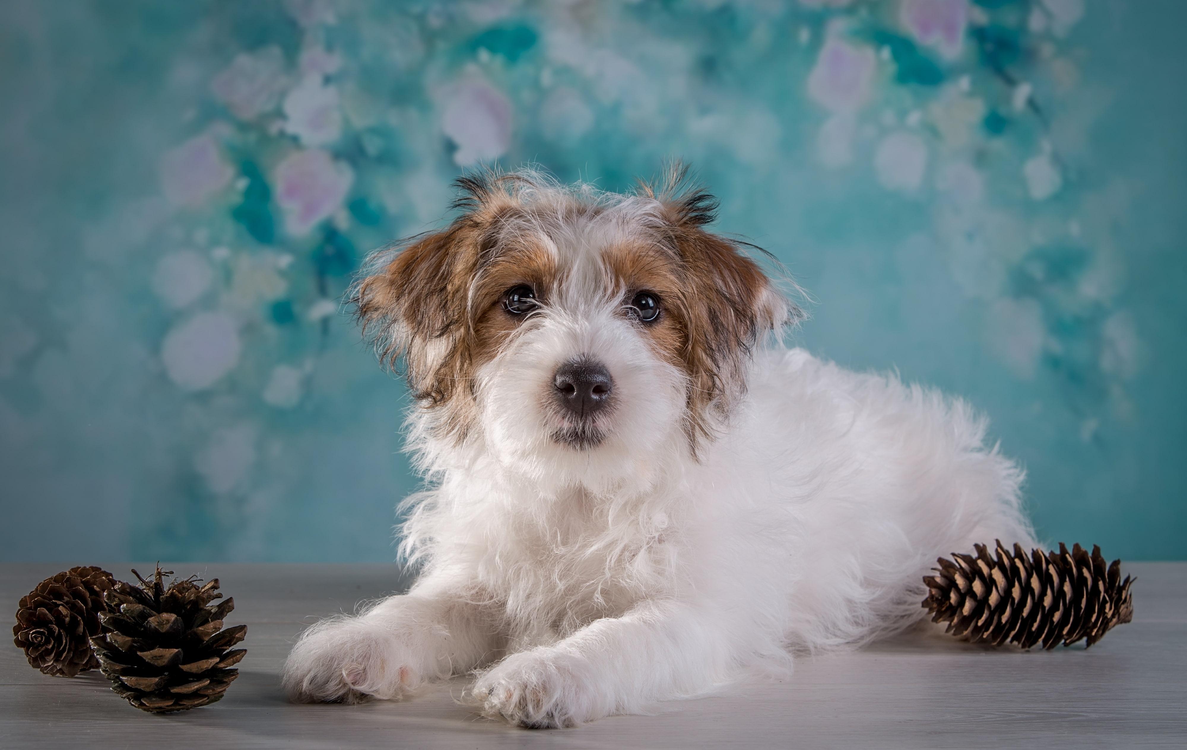HD wallpaper: adult white Maltese, dog, terrier, fluffy, pets