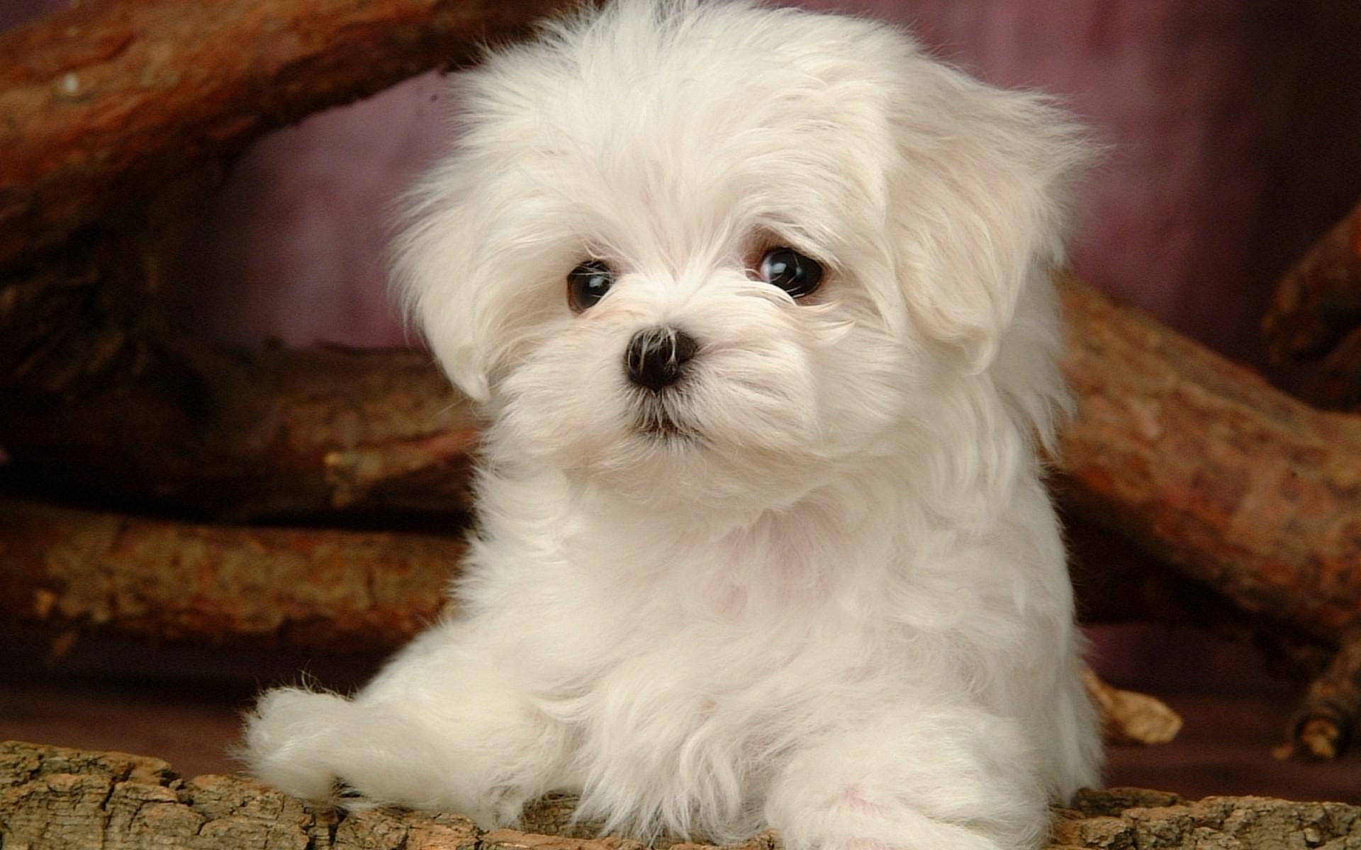 Fluffy, Maltese, Puppy, White, Dog, Wide, High, Resolution