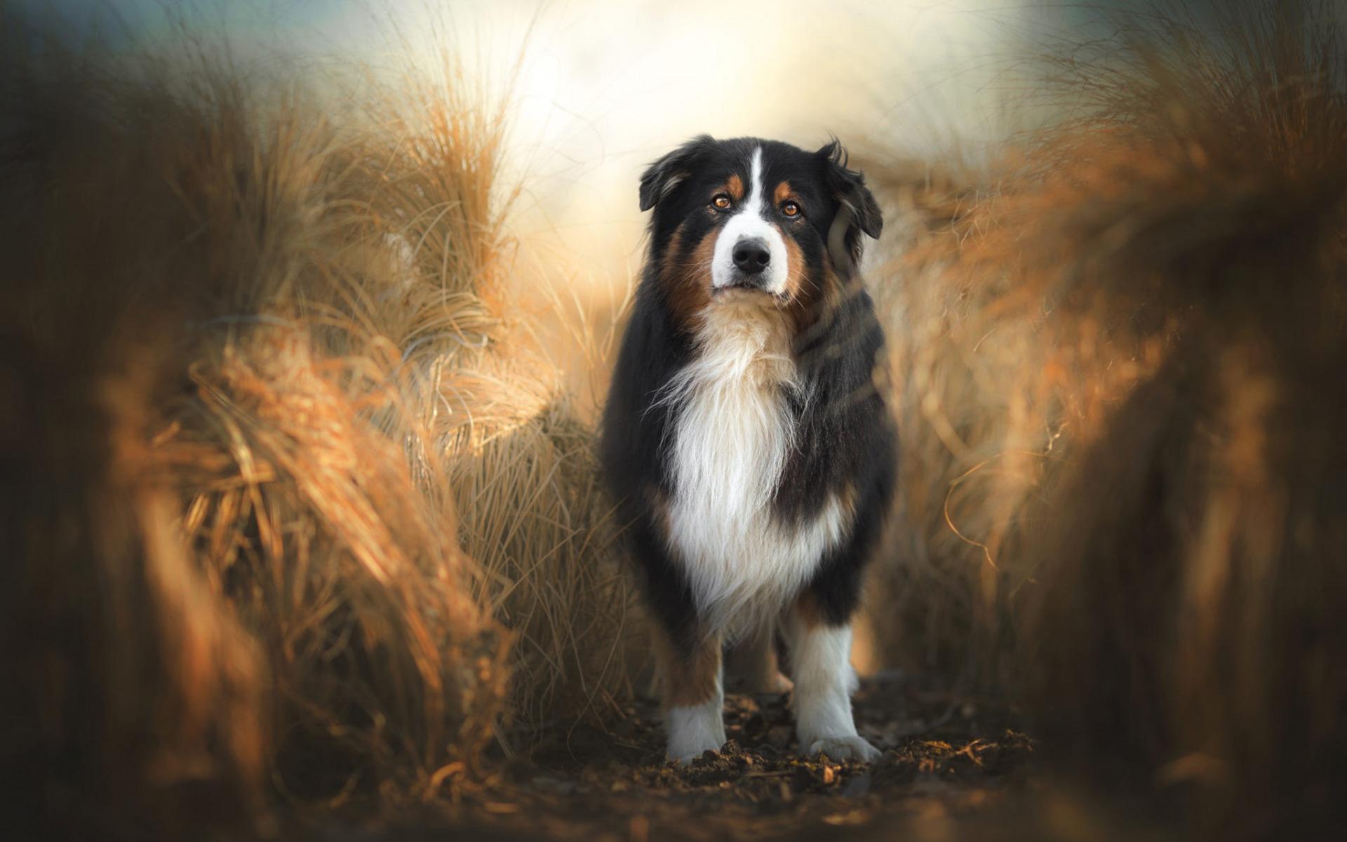 Download wallpaper Swiss cattle dog, big fluffy dog, autumn, field