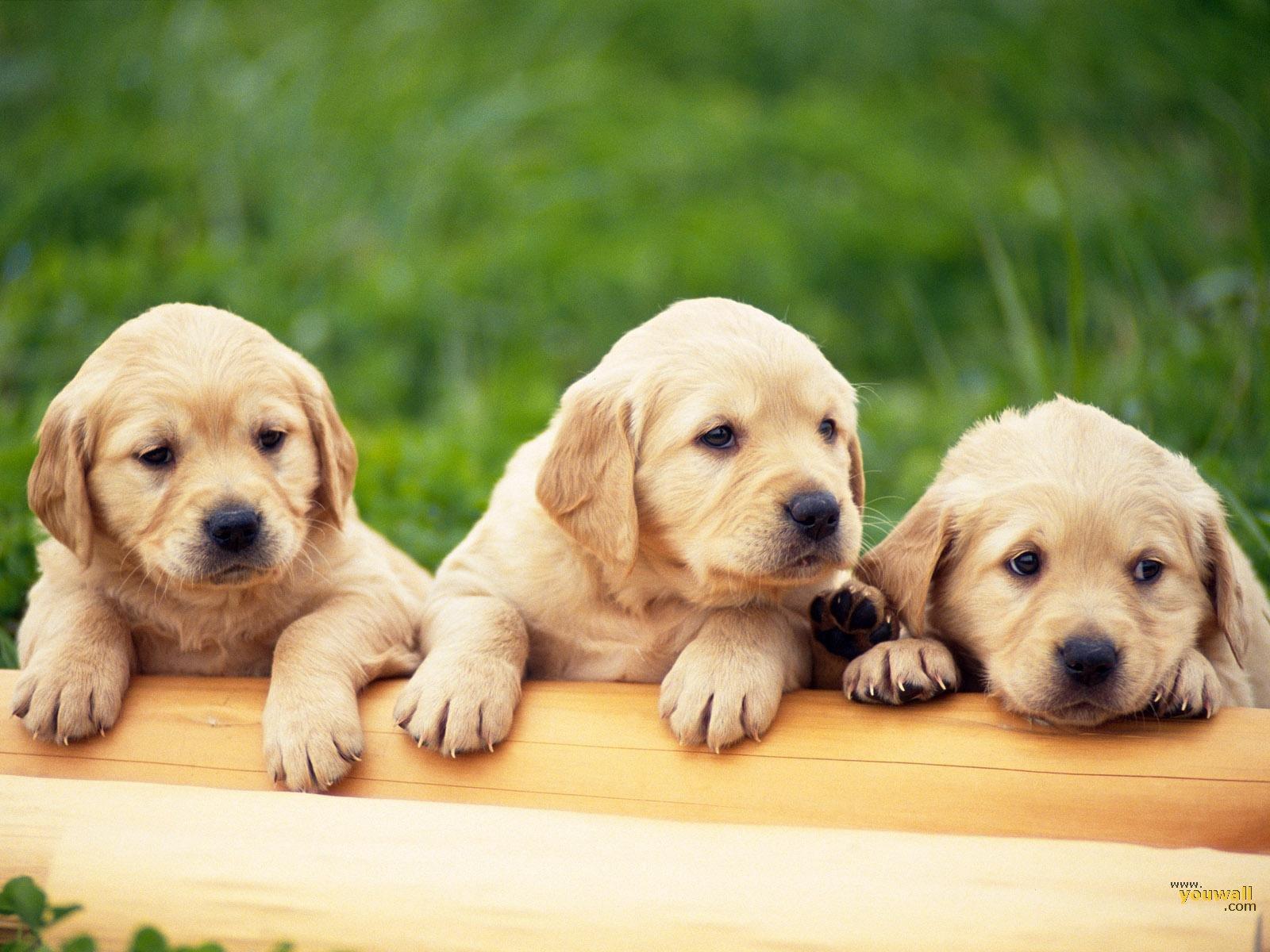 Dogs Wallpaper, Dog Wallpaper Of Cute Puppies