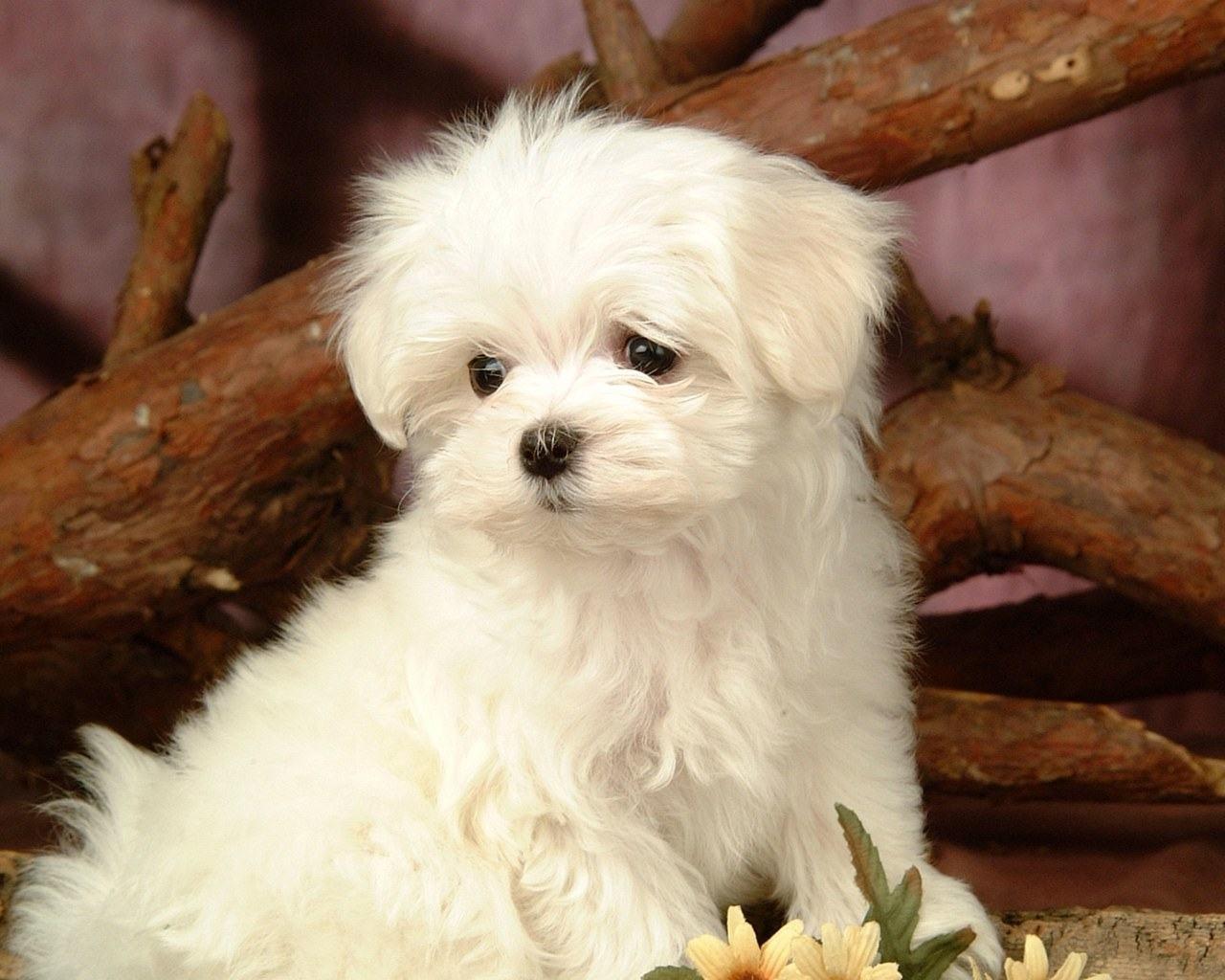 Fluffy, Maltese, Puppy, White, Dog, High, Resolution, Wallpaper