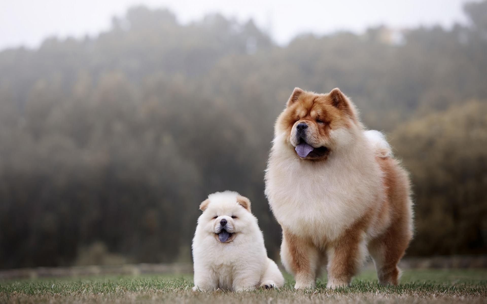 Download wallpaper chow chow, mother and cub, cute dogs, fluffy