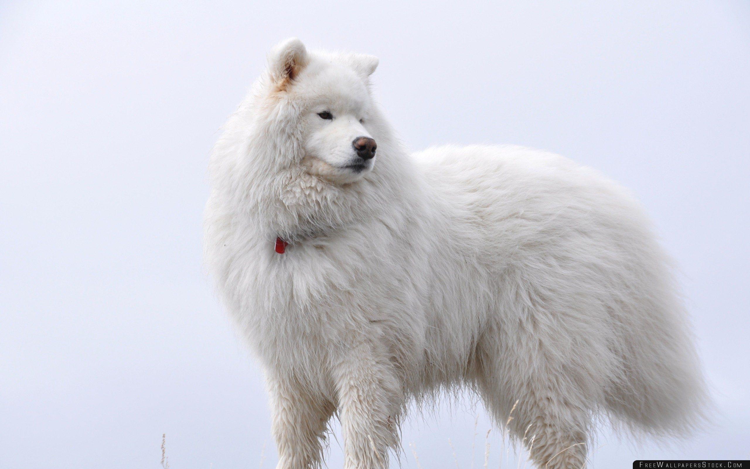 Fluffy Dogs Wallpapers Wallpaper Cave