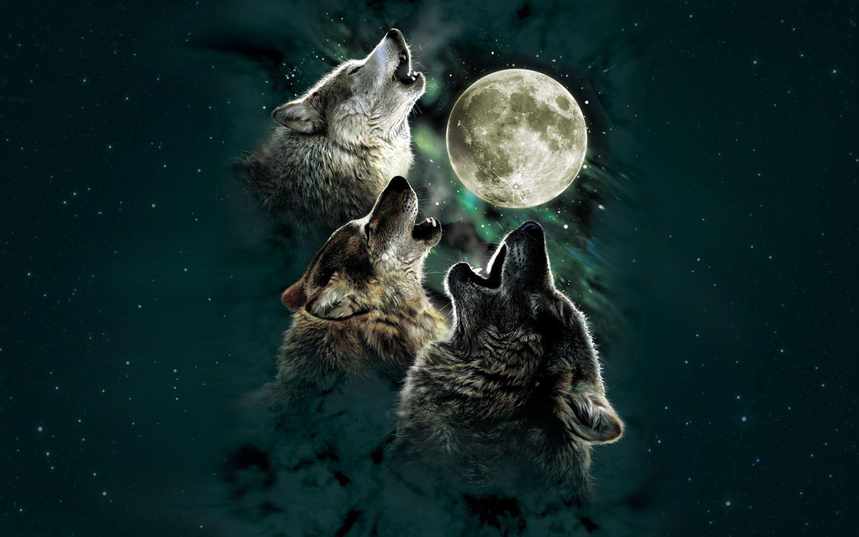 Three Wolf Wallpaper