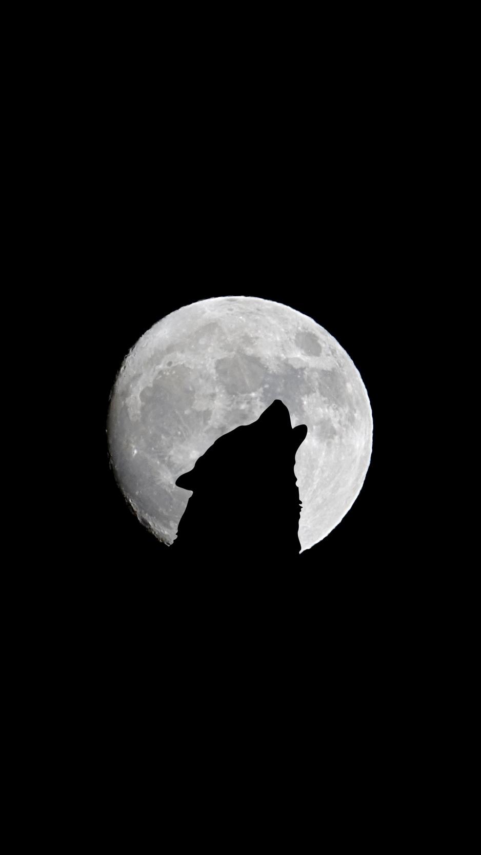 Download Wallpaper 938x1668 Full Moon, Wolf, Howl, Bw Iphone 8 7 6s
