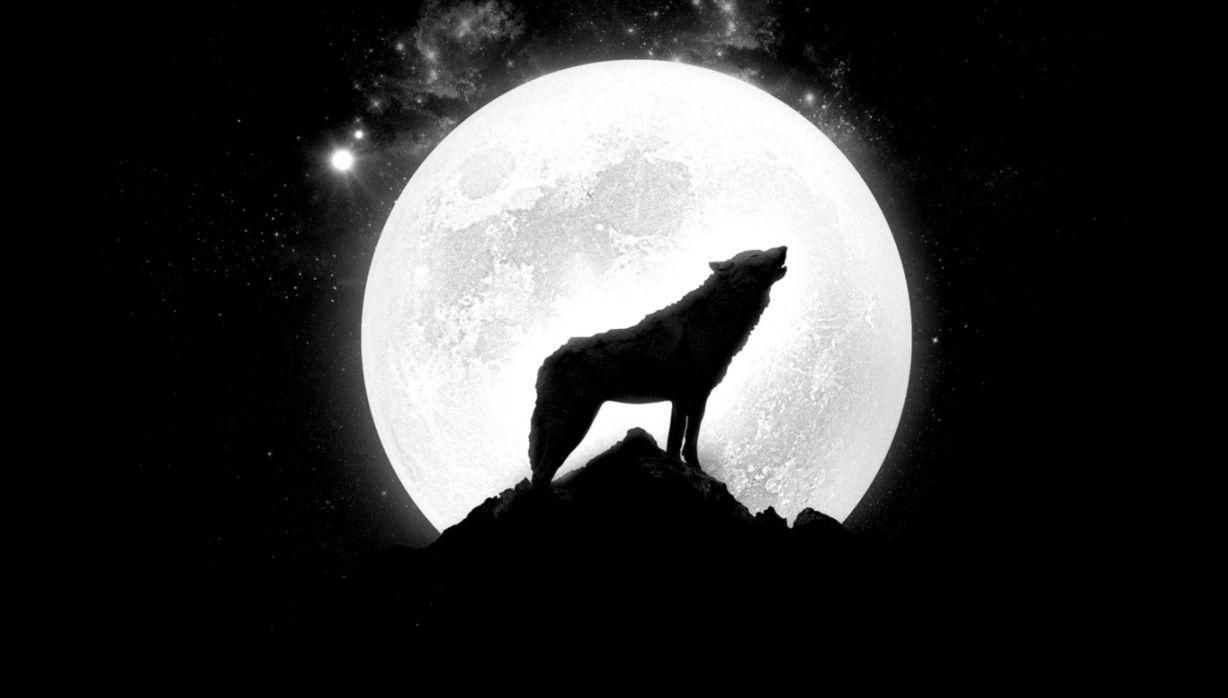 Miscellaneous Digital Art Wolf Wolf And Ful Moom Wallpaper